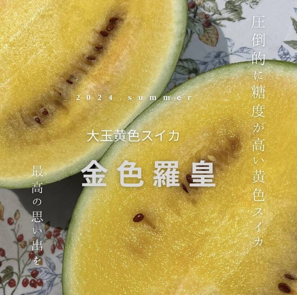 黄色いスイカ 圧倒的な糖度を誇る『金色羅皇』 4L玉 9-10kg：兵庫県産