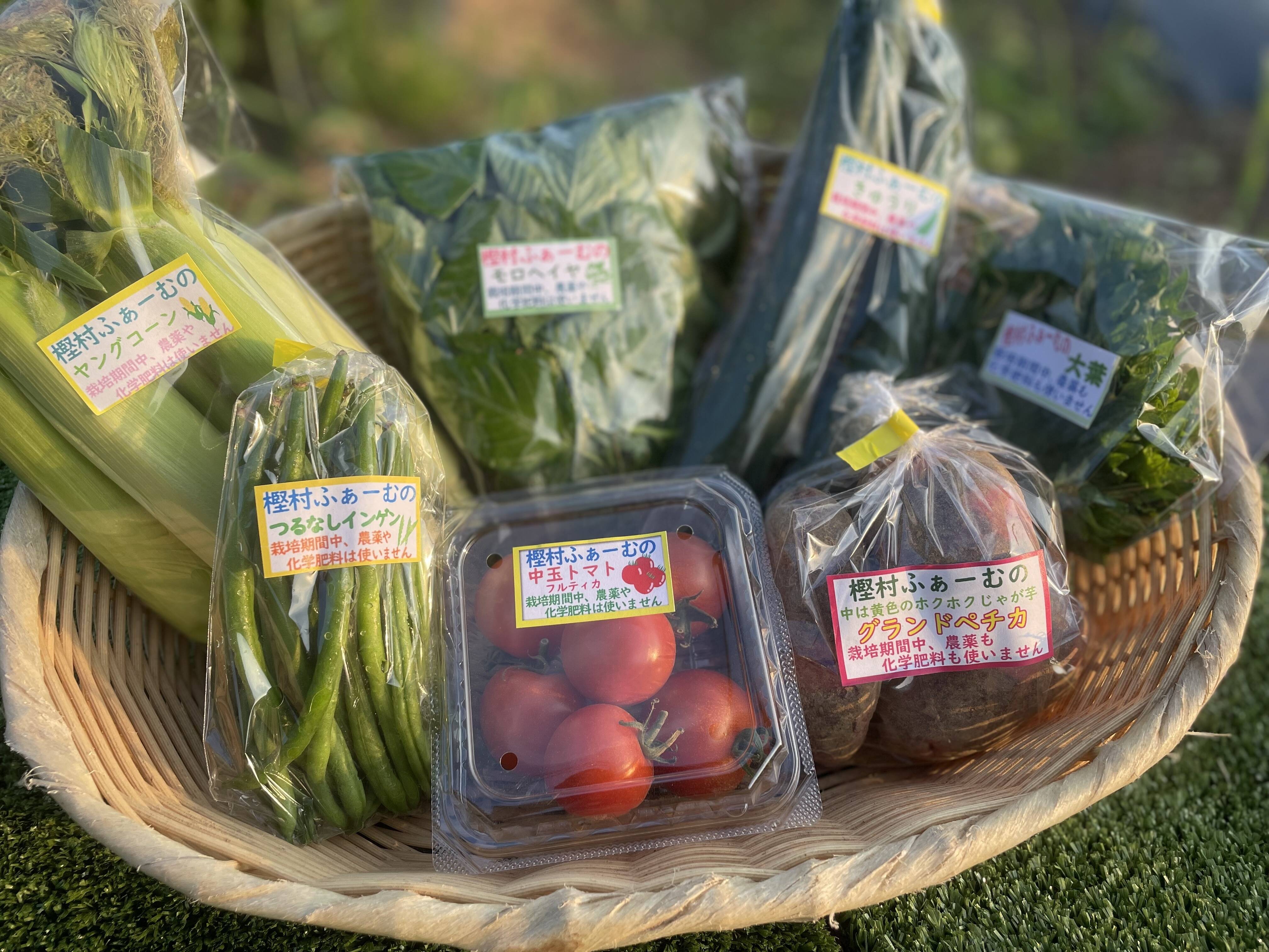 栽培期間中農薬・化学肥料不使用】 樫村ふぁーむの旬の野菜BOX （M