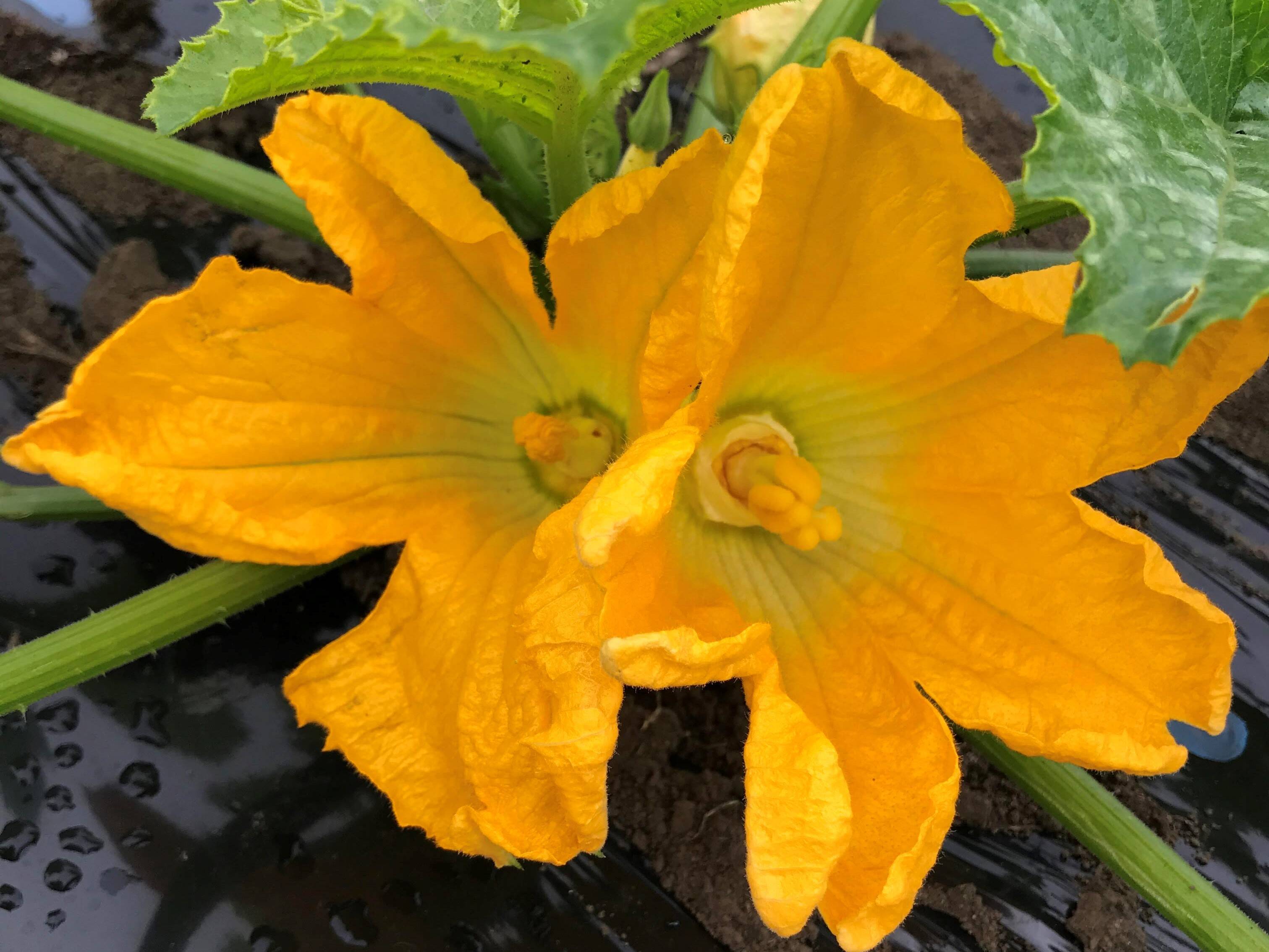 食べられるお花 花ズッキーニ 食べチョク 産地直送 産直 お取り寄せ通販 農家 漁師から旬の食材を直送 食べられるお花 花ズッキーニ 食べチョク 産地直送 産直 お取り寄せ通販 農家 漁師から旬の食材を直送