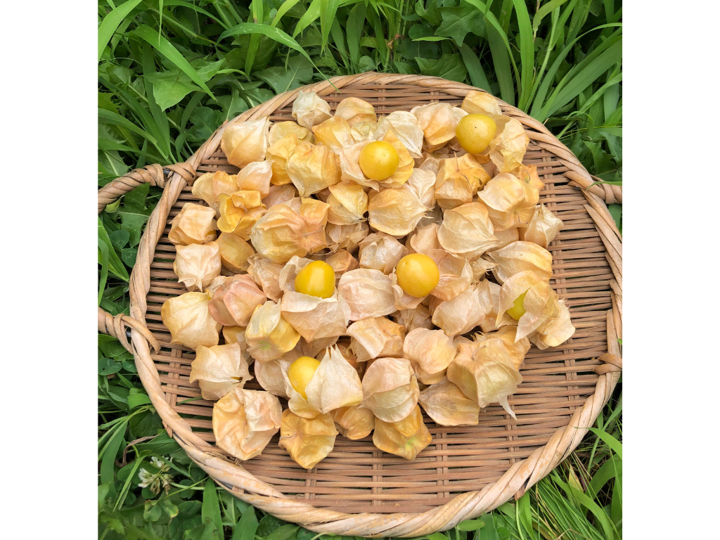 希少な【自然栽培】の食用ホオズキ【キャンディゴールド】（500g）：山梨県産の野菜｜食べチョク｜産地直送(産直)お取り寄せ通販  農家・漁師から旬の食材を直送