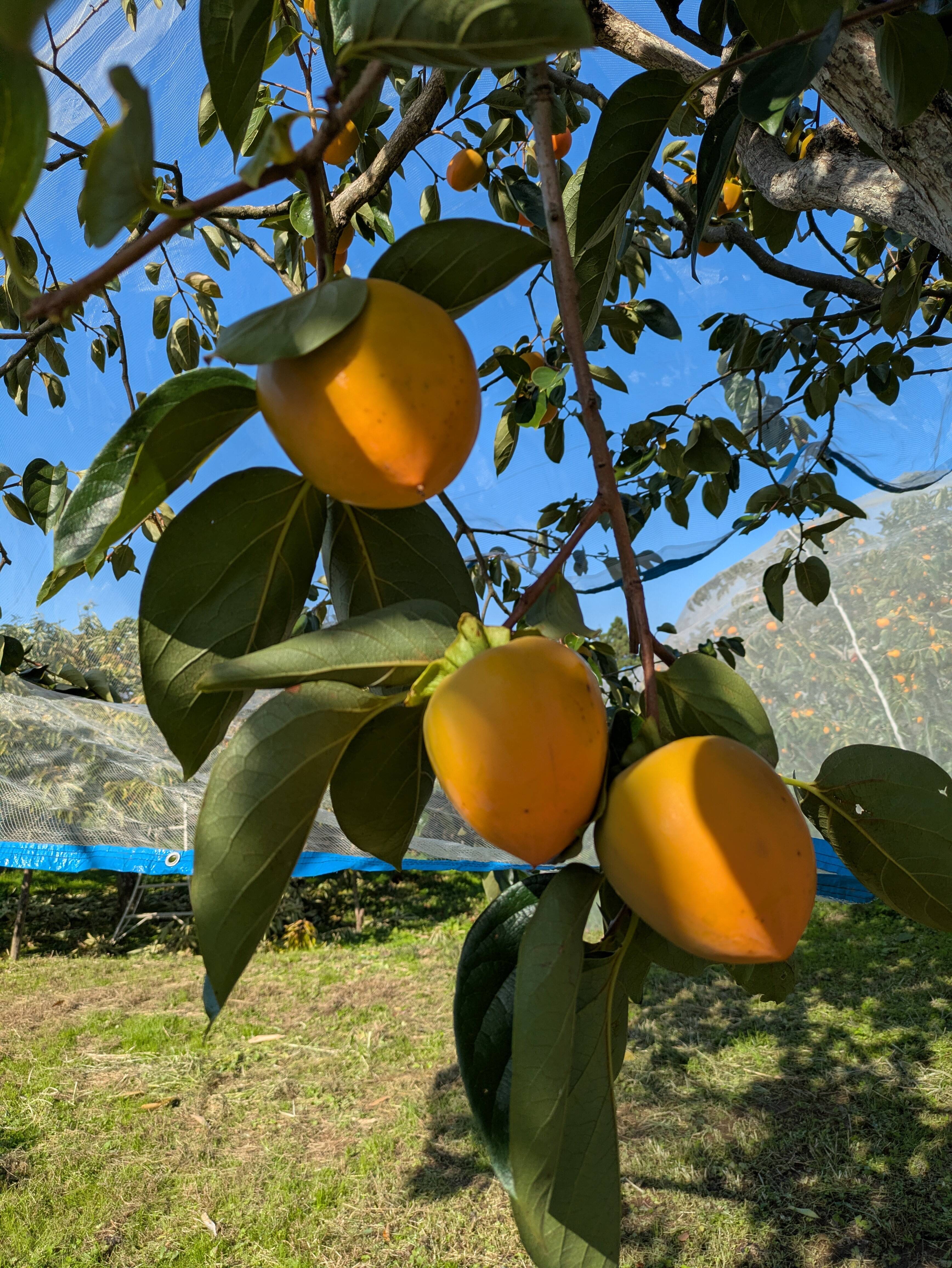 蜂屋柿 渋抜き済み：山形県産の蜂屋柿｜食べチョク｜産地直送(産直)お