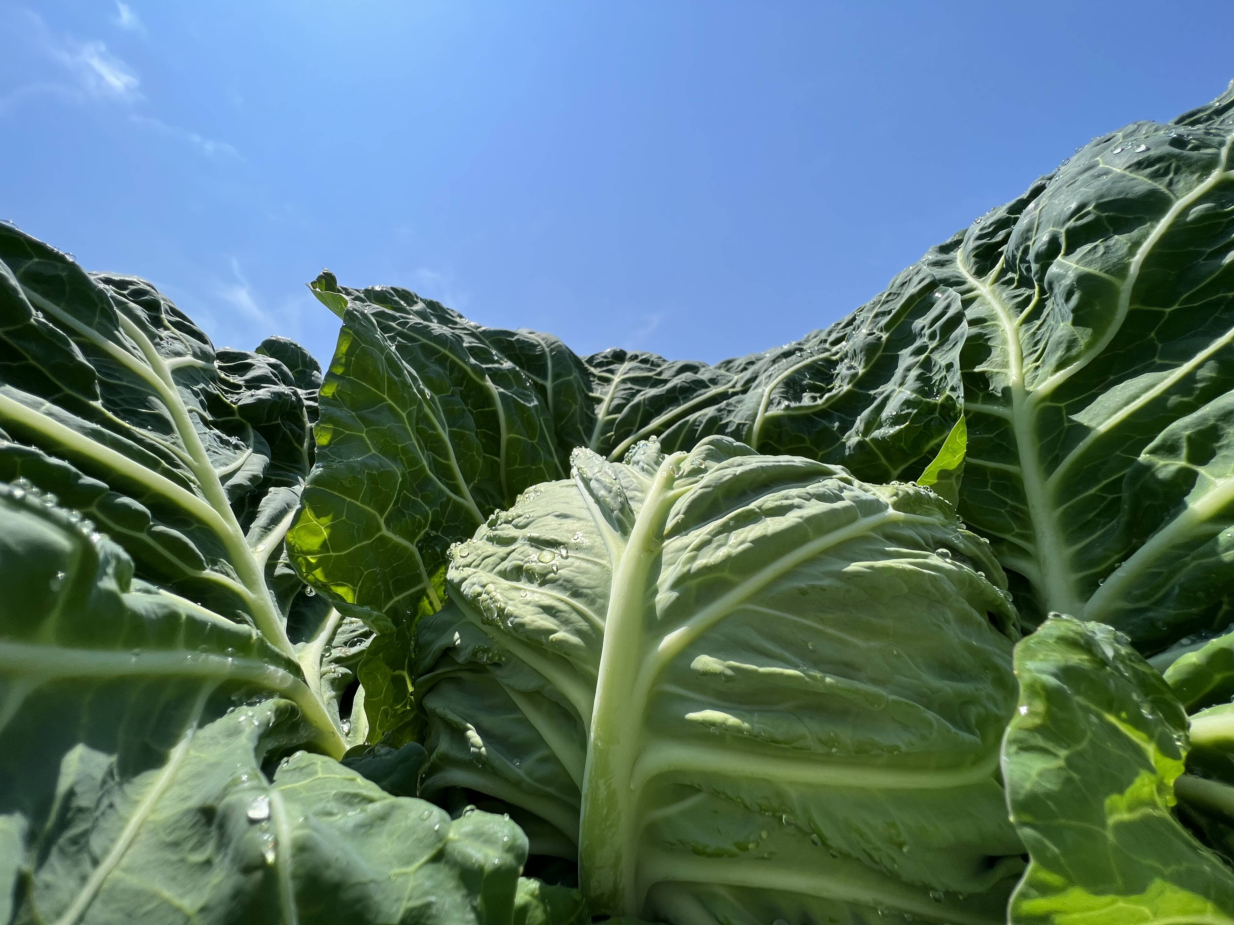 🌞太陽たっぷり浴びたオーガニック キャベツ 3〜4玉 5kg Organic
