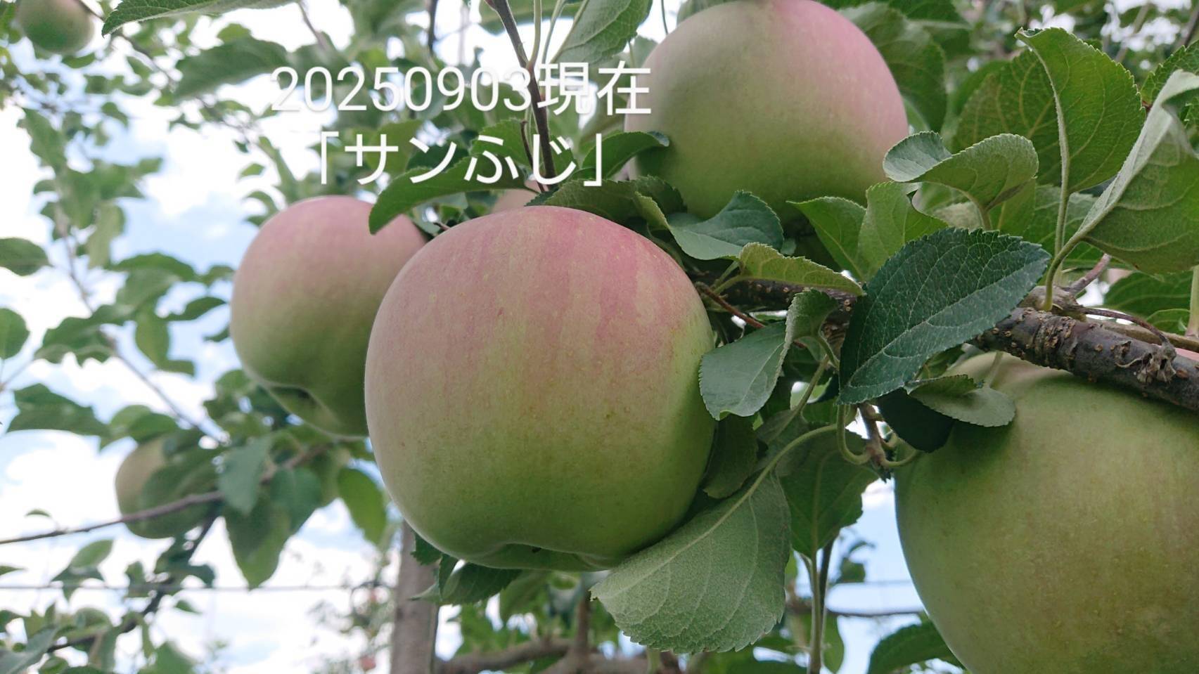 収穫開始！「安曇野産サンふじ」約10kg入り 安曇野がりんごに託した