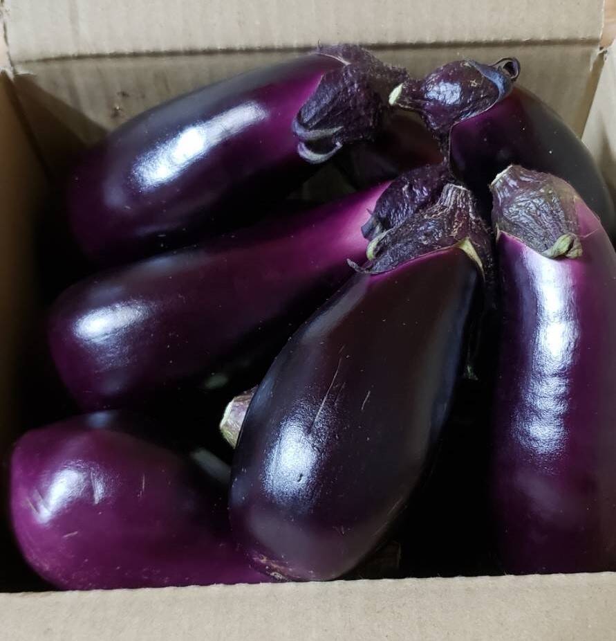 高知なす♪ 1kg：高知県産のその他ナス｜食べチョク｜産地直送