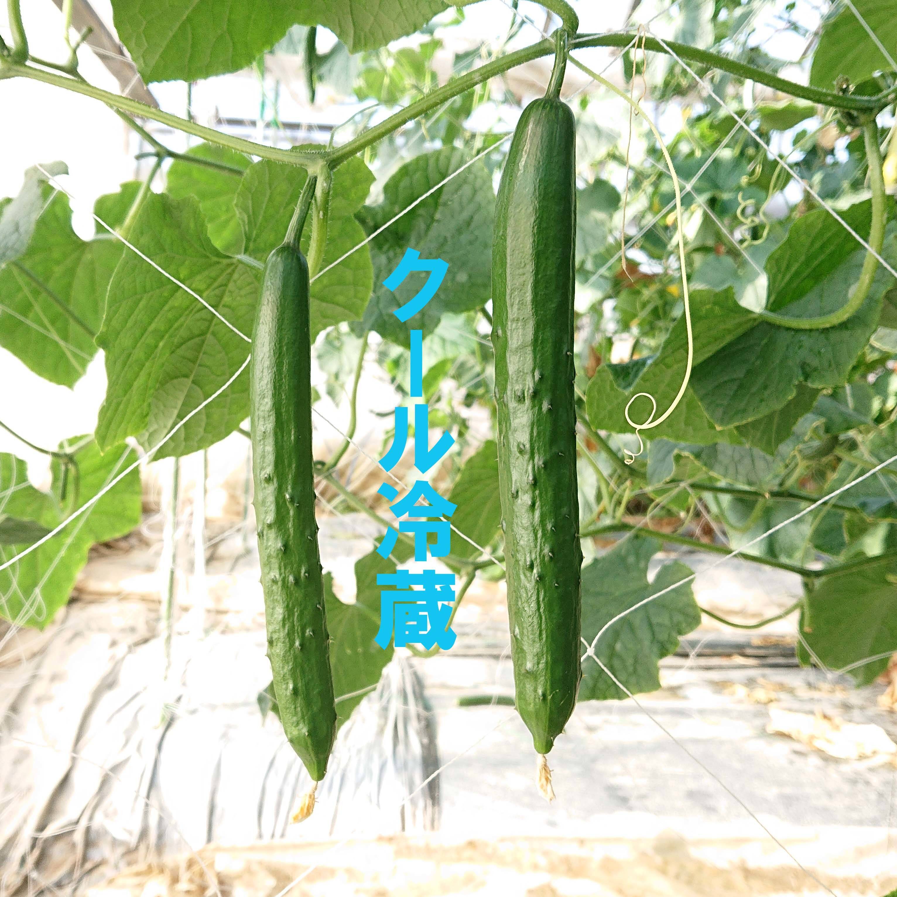 新鮮きゅうり1㎏【クール冷蔵】【日時指定可】【特別栽培農産物