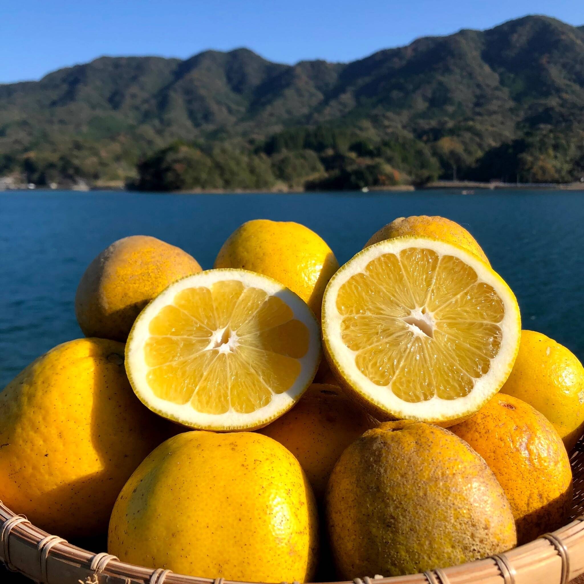 MOTTAINAIみかん！和製グレープフルーツ【河内晩柑】箱込み6kg 栽培