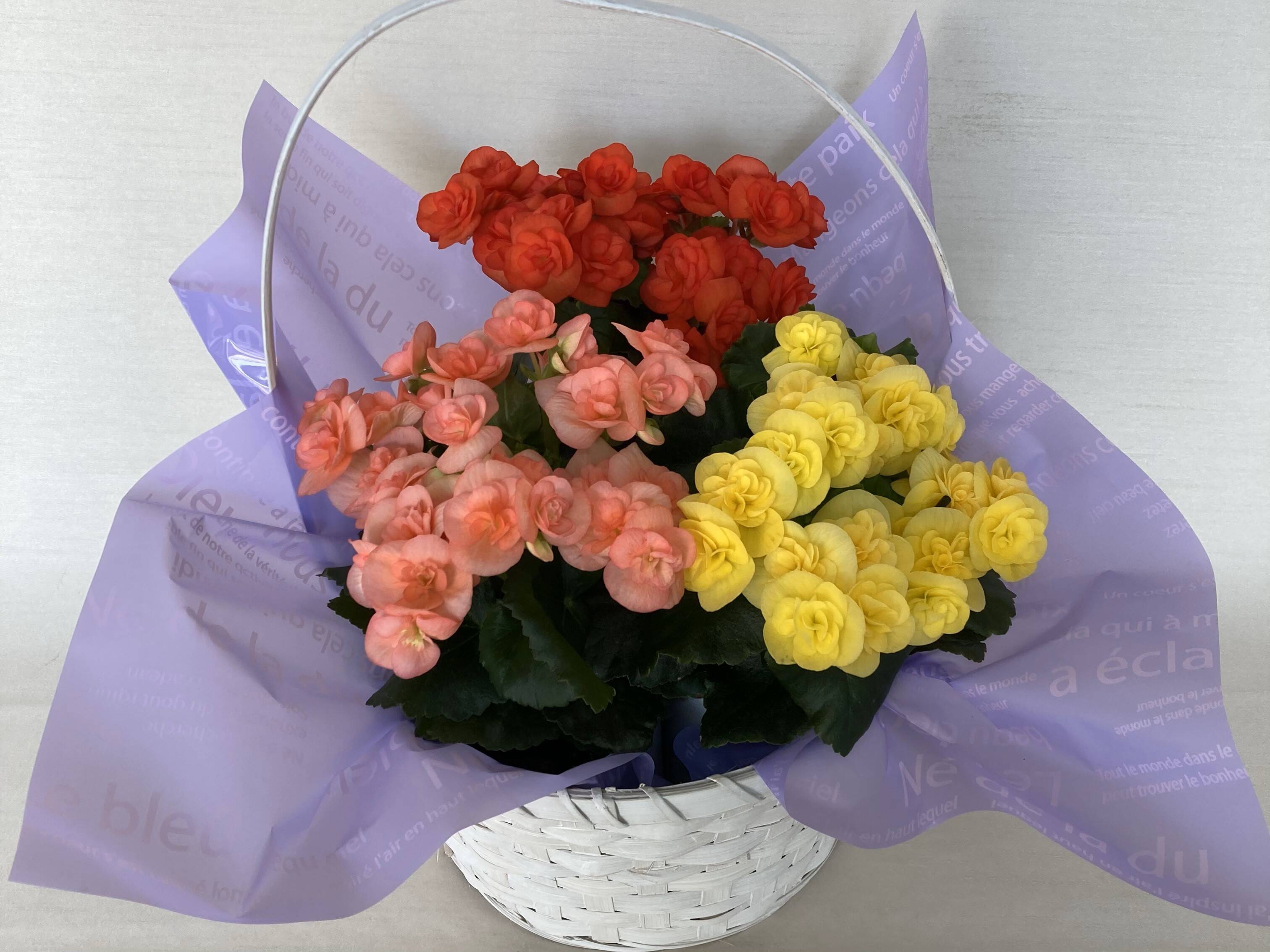 アンソロポロジー　オールドハバナ29cmイエロー4枚 贈答用】可愛らしい3色のベゴニアが入った人気商品です。エラチオール