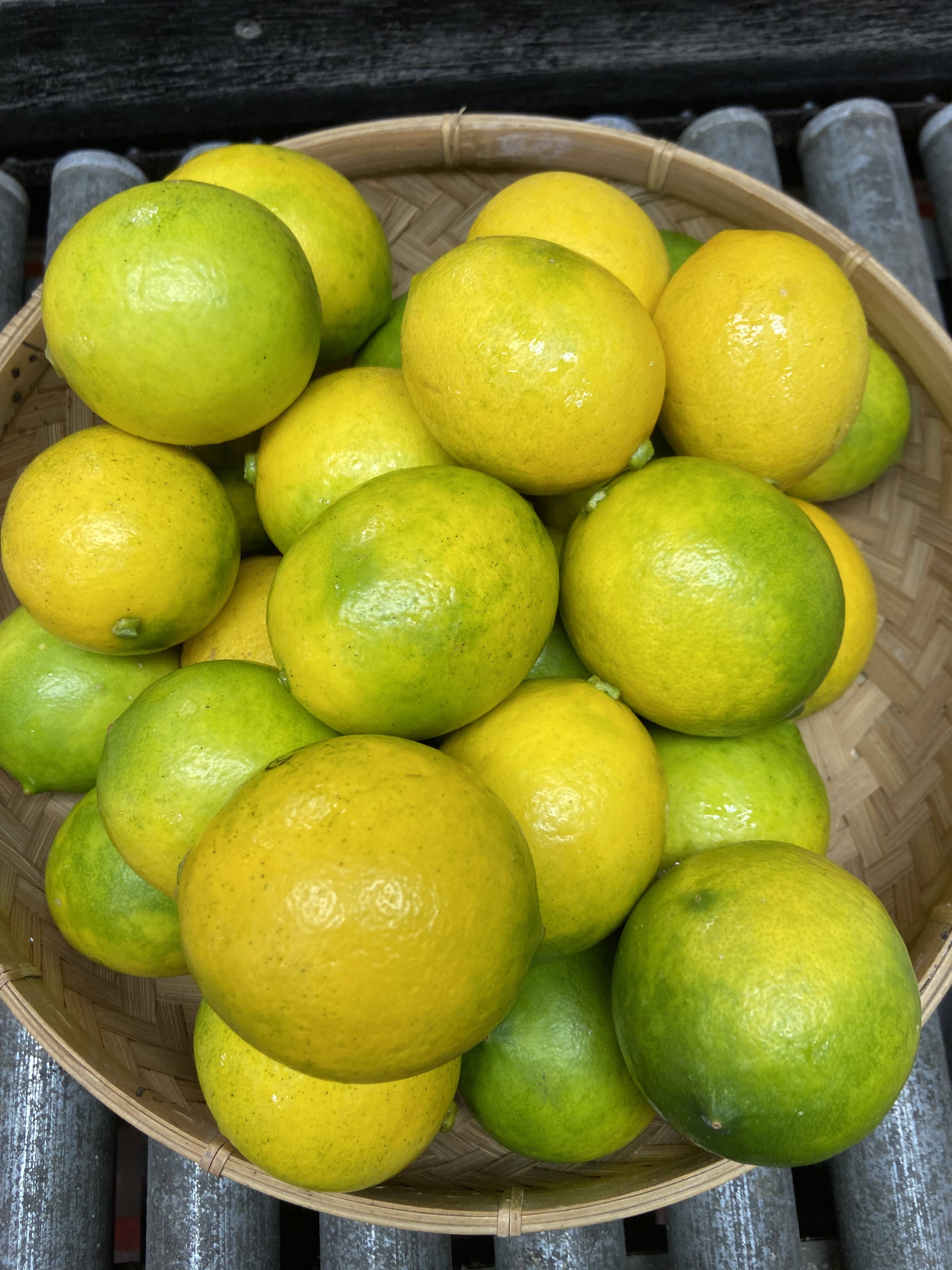 国産レモン【グランドレモン】 2.5k：熊本県産のみかん・柑橘類
