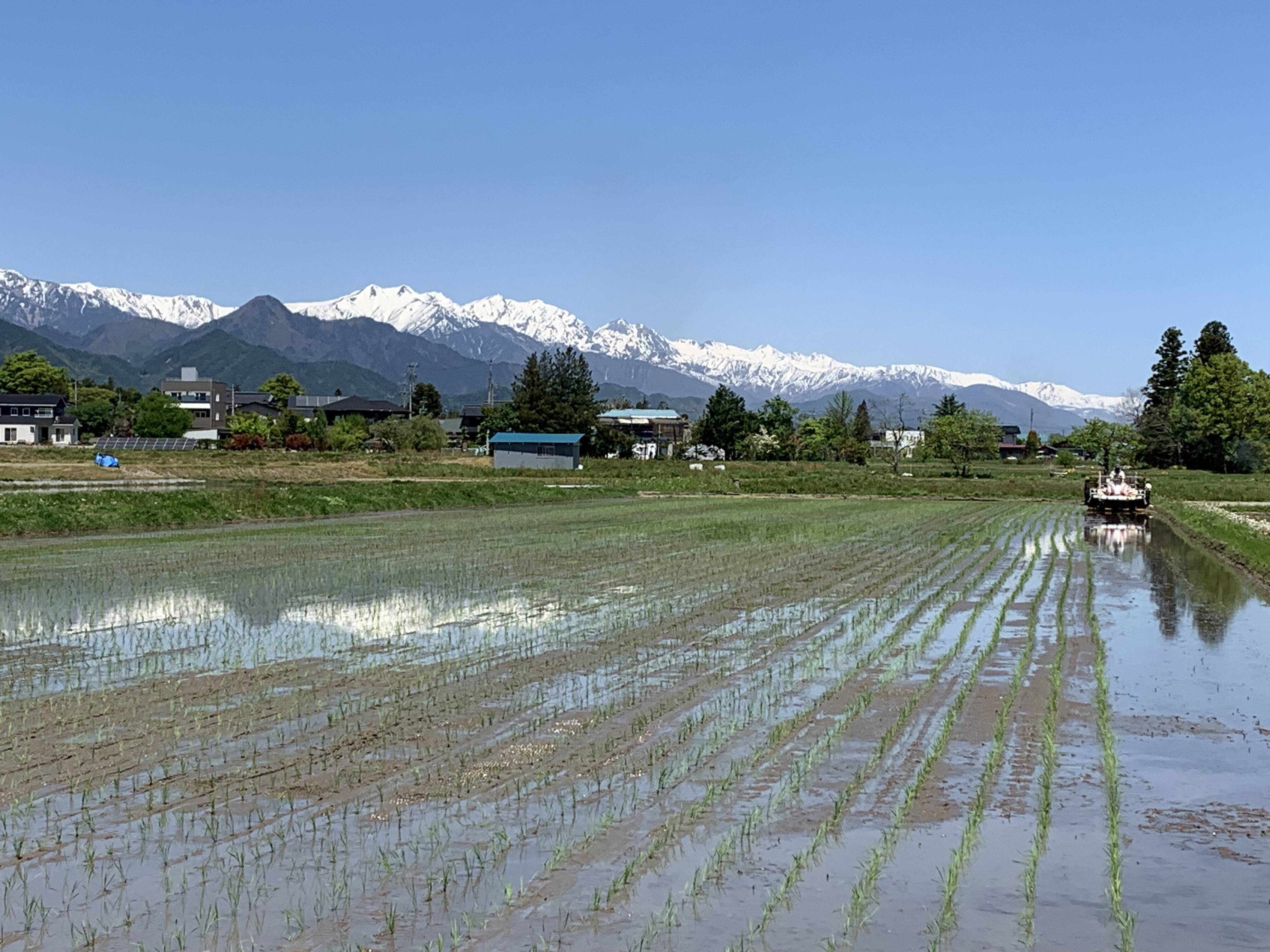 令和5年産【コシヒカリ白米 2kg一等米】安曇野産自家製：長野県産