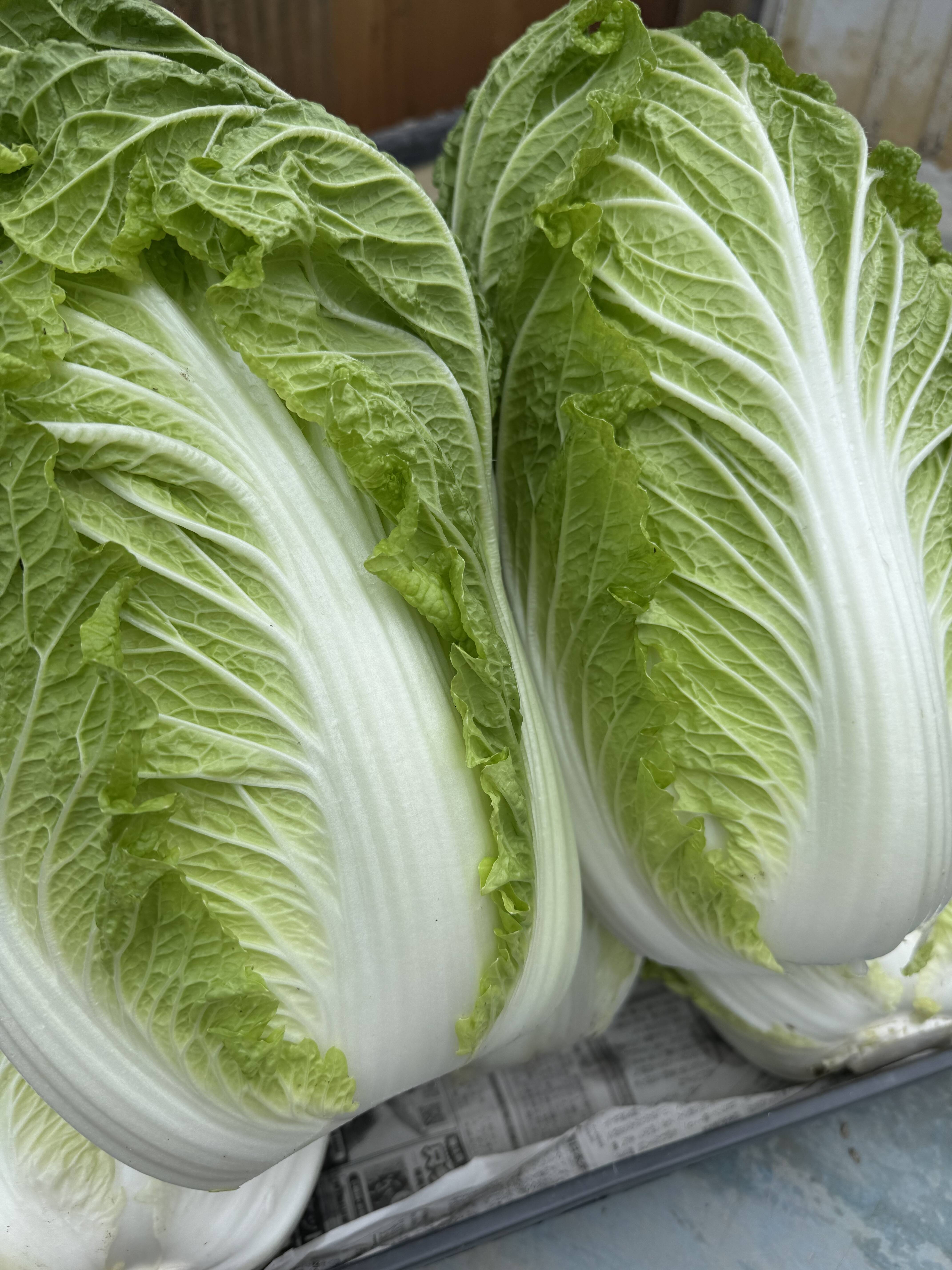 新商品‼️白菜2玉入り‼️】白菜を箱いっぱいにしてお届け。：兵庫県産