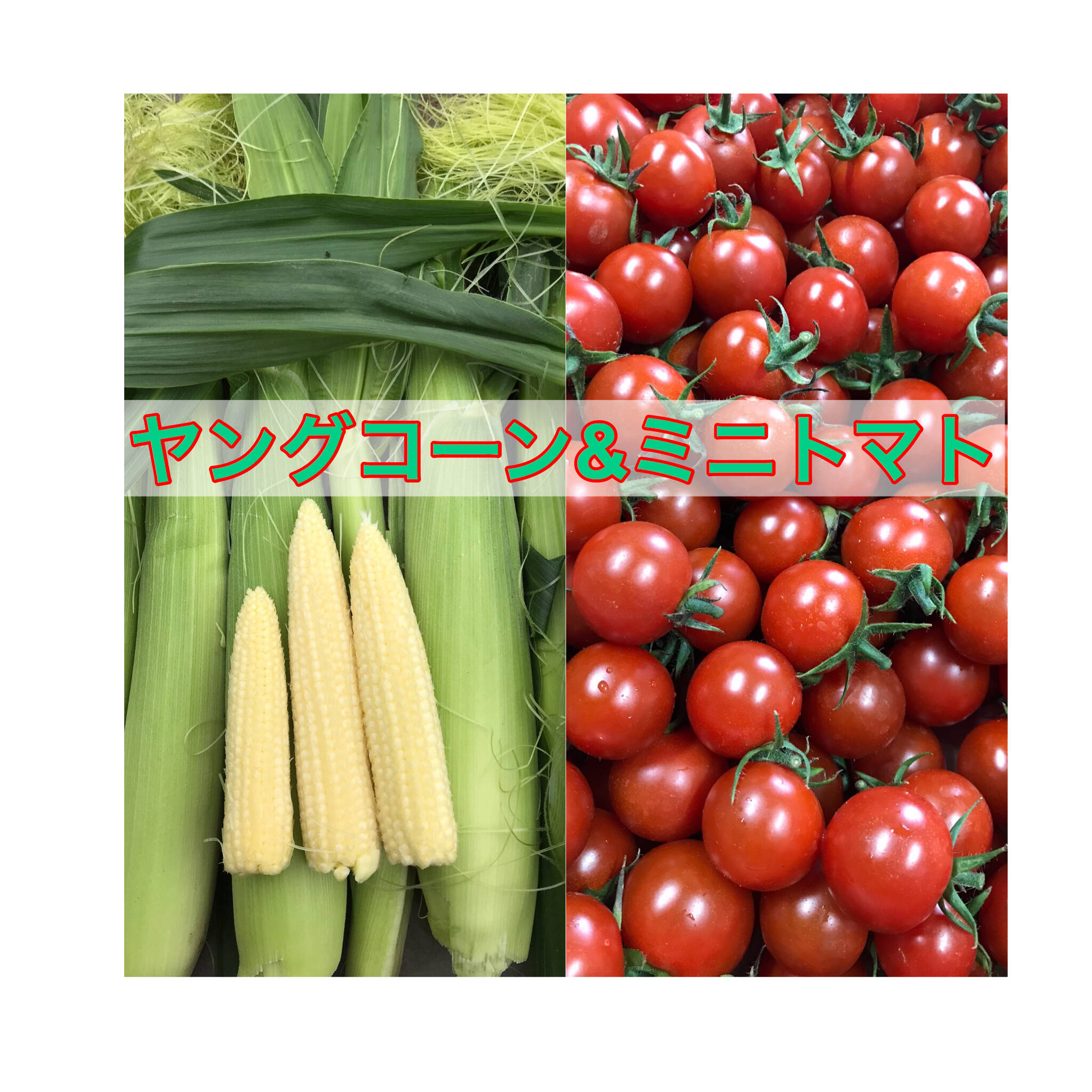 期間限定】【セット】🌽ヒゲまで美味しいヤングコーン25本&完熟ミニ