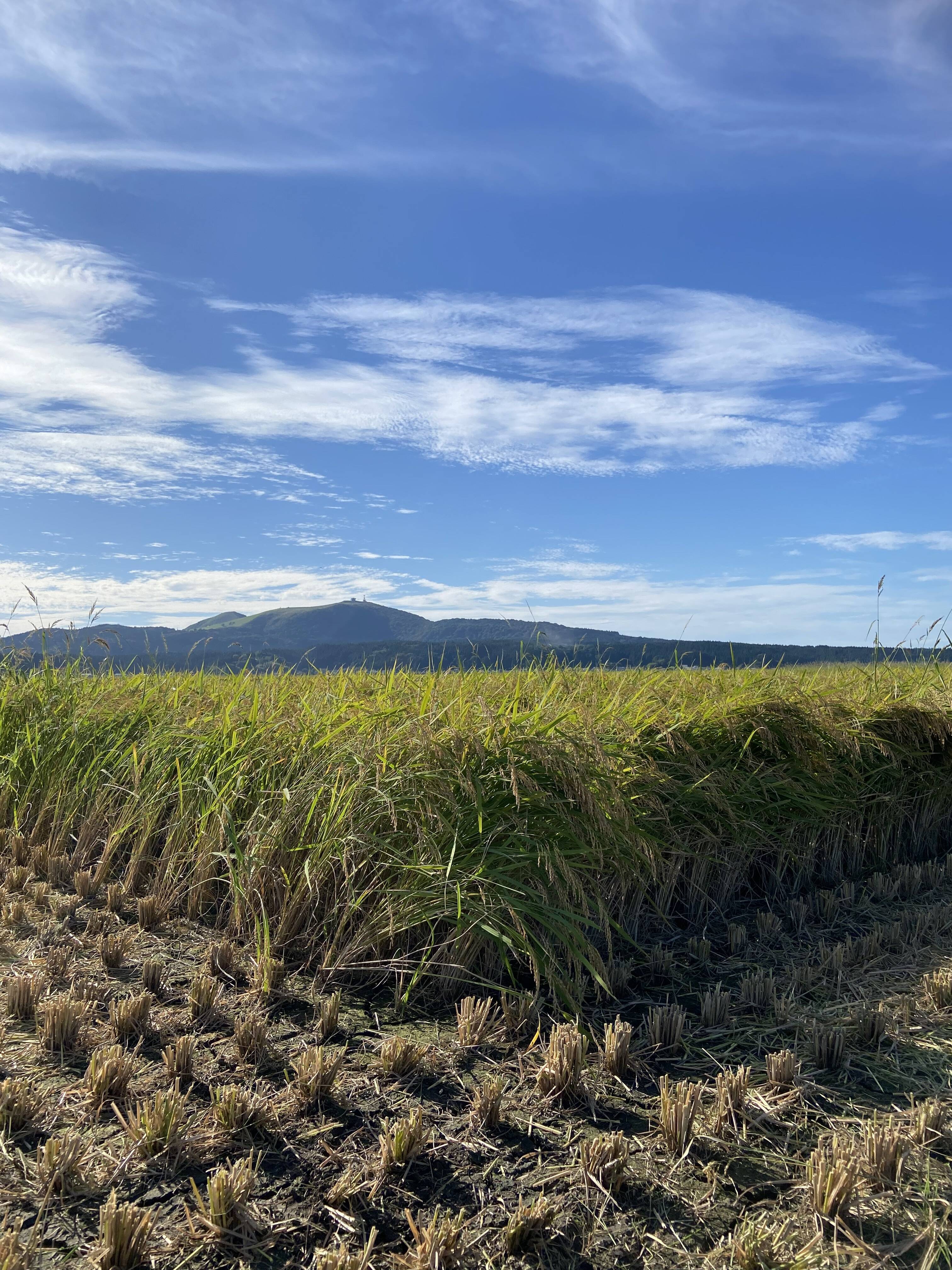 だーこうるち米精米 新米予約開始!!】※ランダム※ 令和7年産 茨城県産 【白米】 5kg
