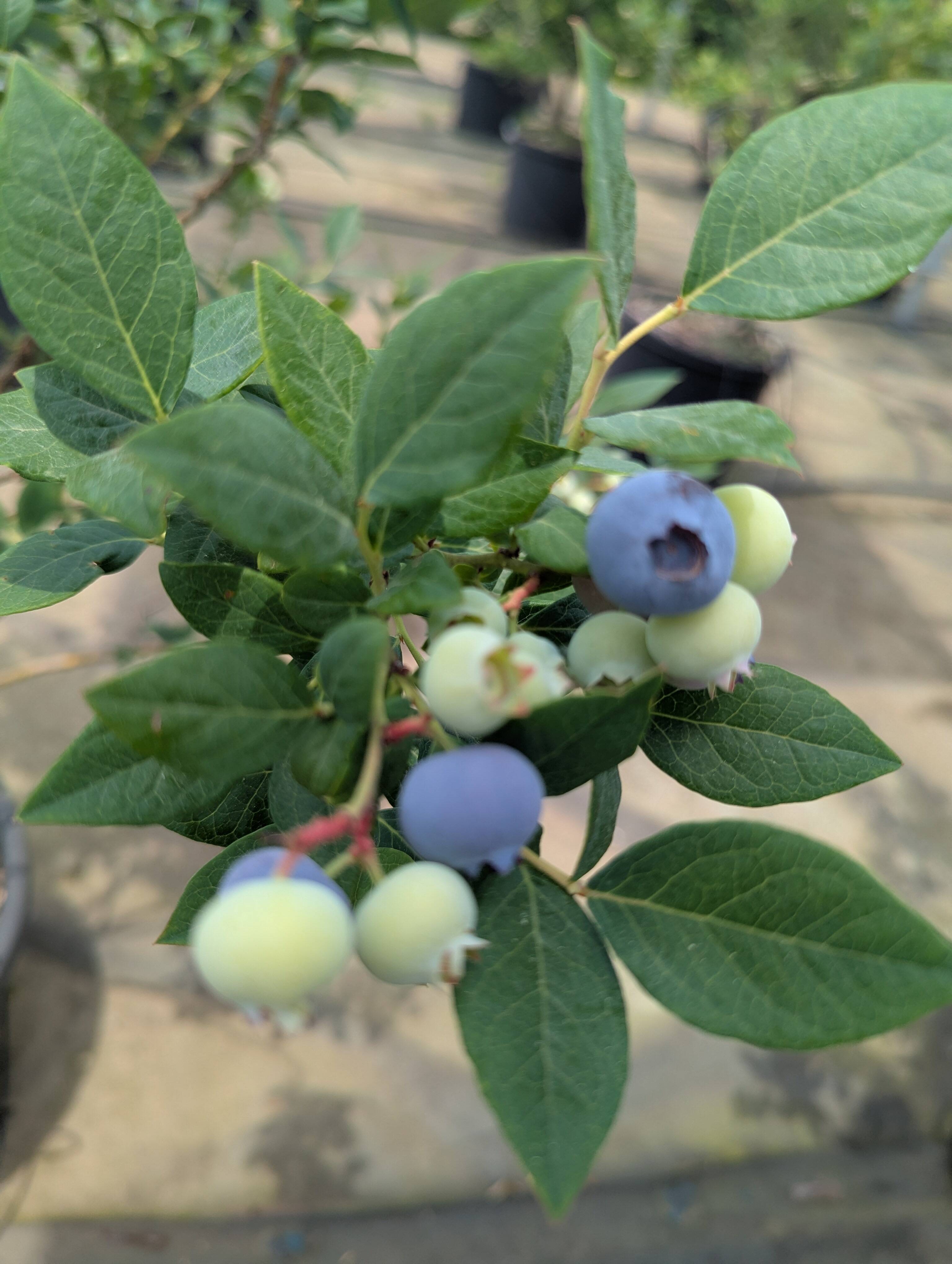 今シーズン初！！】冷凍サザンハイブッシュブルーベリー 大粒500g