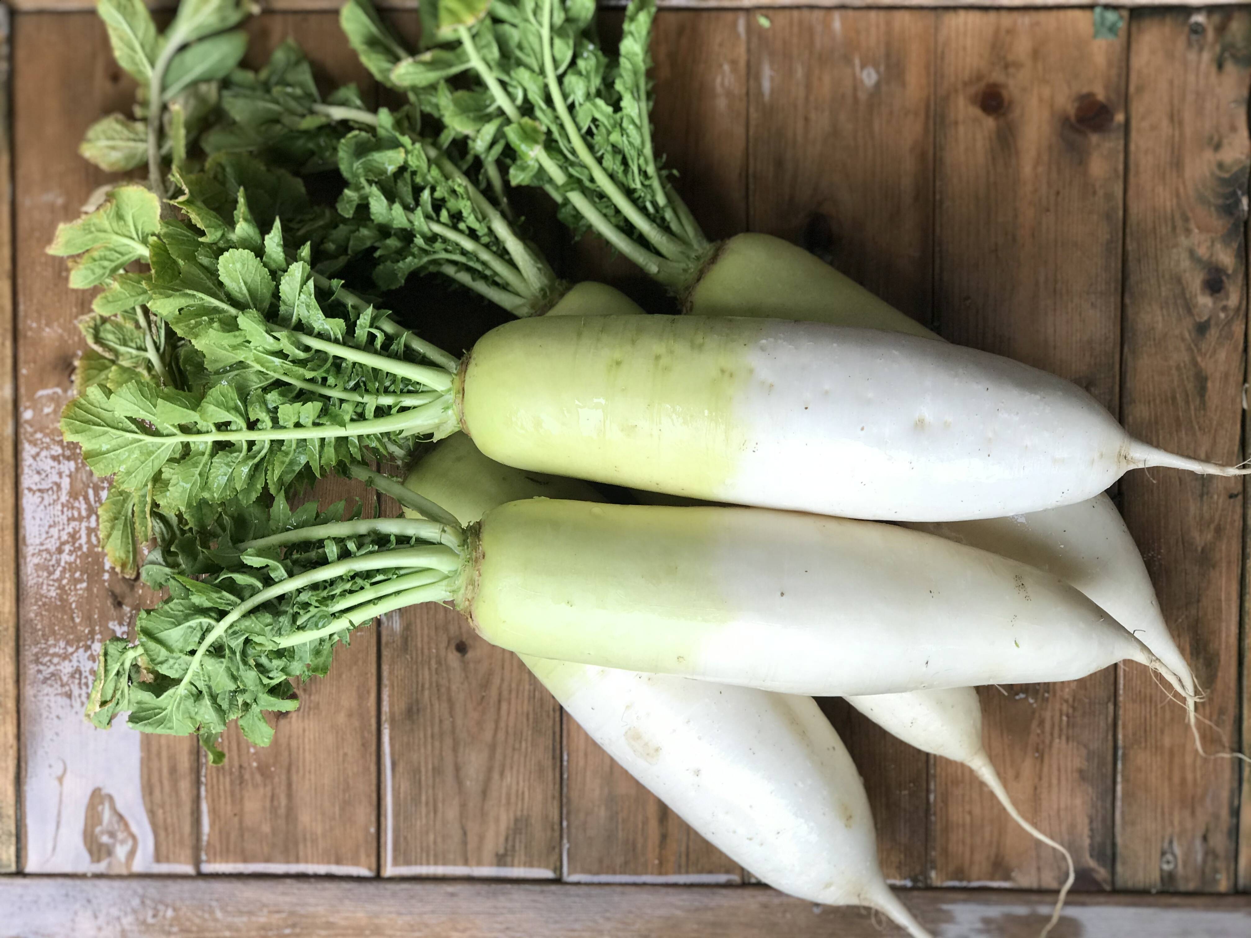 訳あり 京都産大根小ぶり5本 漢方栽培 京都府産 食べチョク 農家 漁師の産直ネット通販 旬の食材を生産者直送