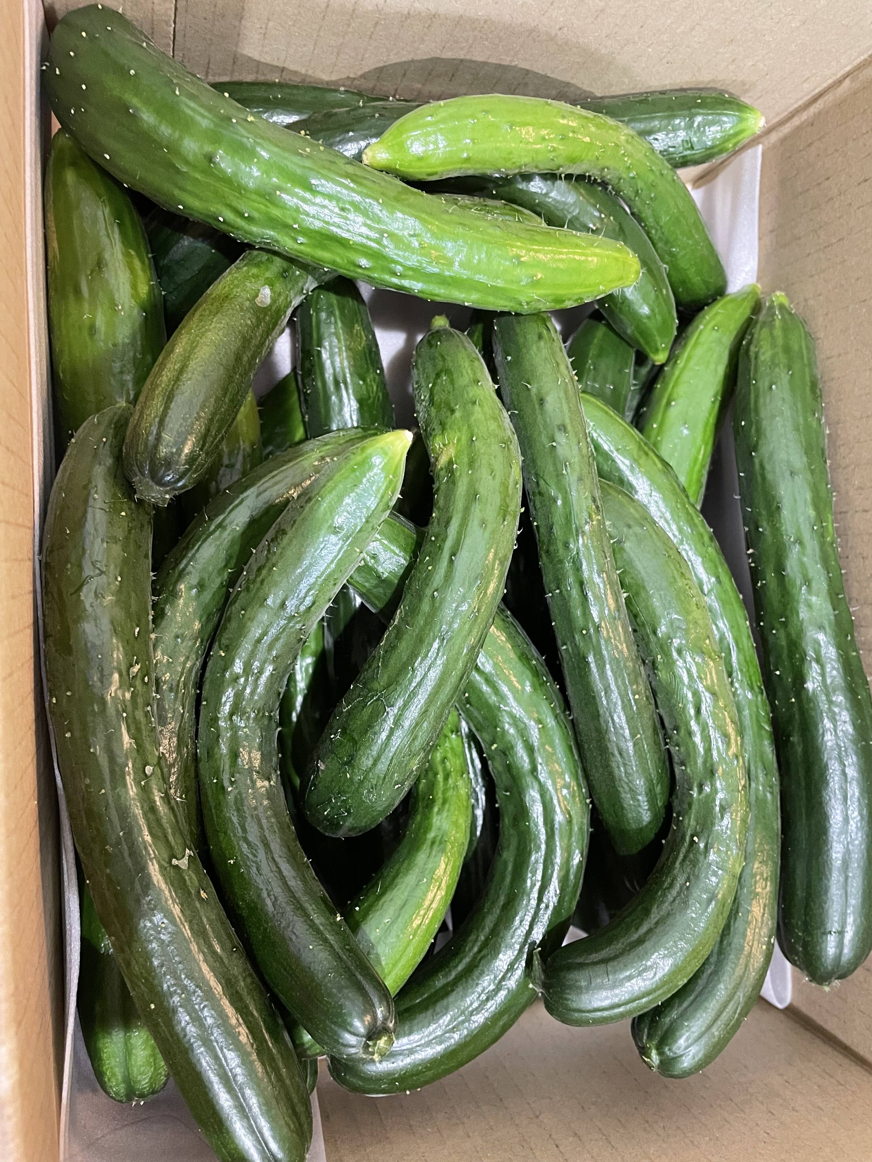 農家直送 折れきゅうり1kg - 野菜