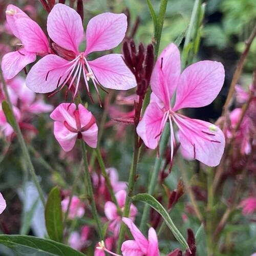 値下げヒラリーメイヤー☆窓辺のピンクの花 2個セット ガウラ エメラインピンクブーケ イングリッシュガーデン
