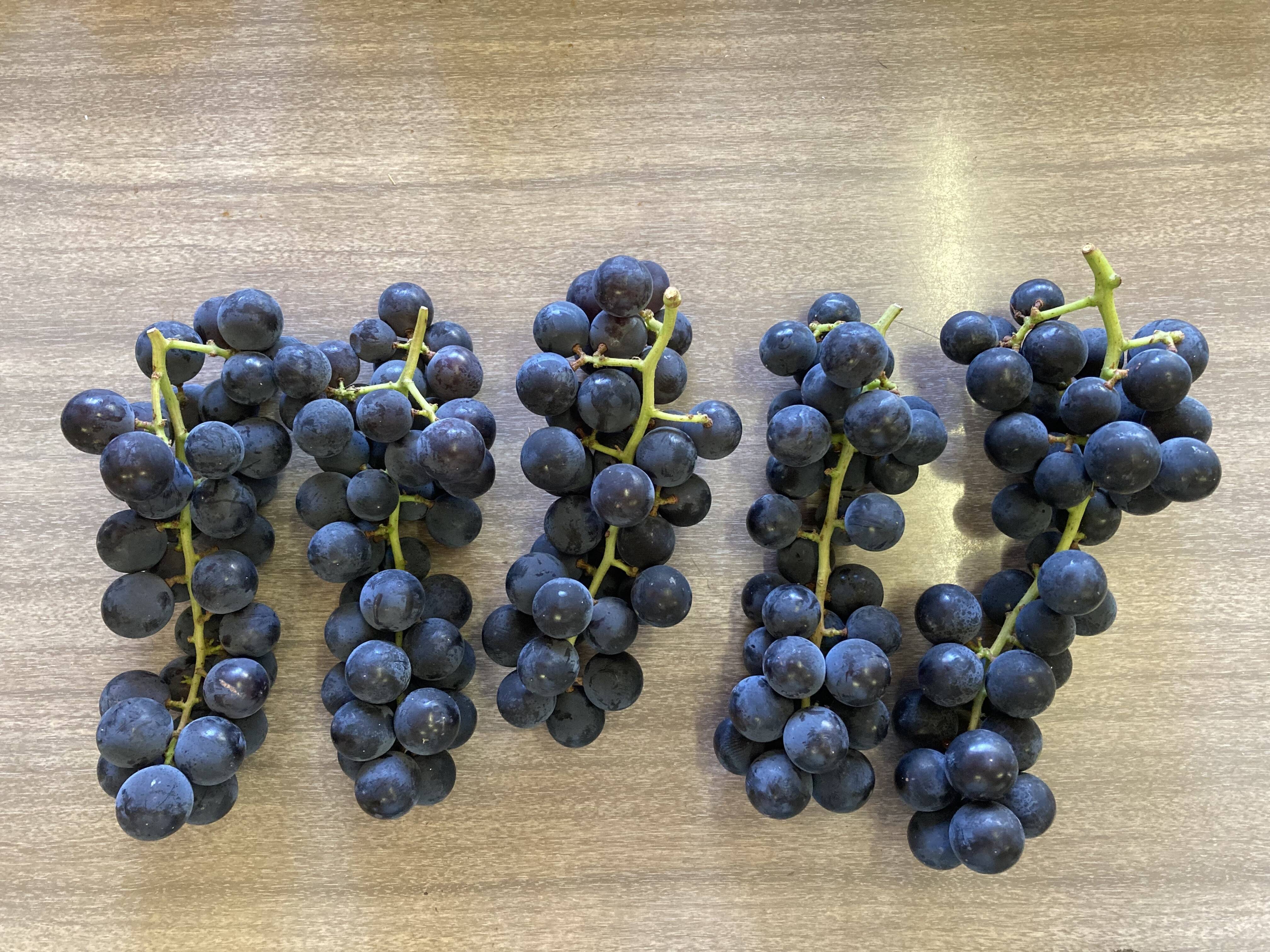 ☆【B品】ぶどう(キャンベル) B品1kg：高知県産のキャンベル・アーリー