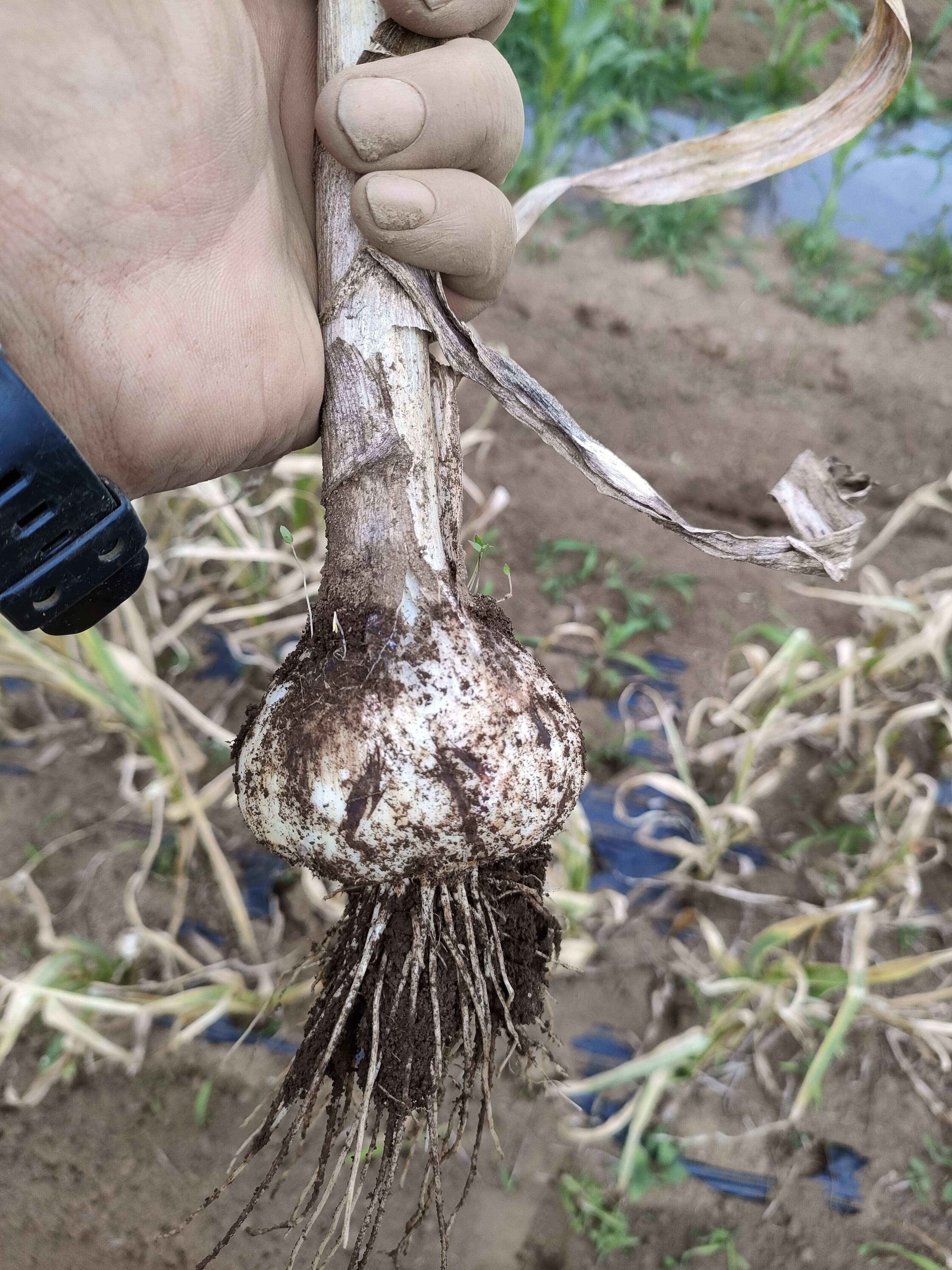 芳醇な香りのニンニク：千葉県産のその他ニンニク｜食べチョク｜産地 