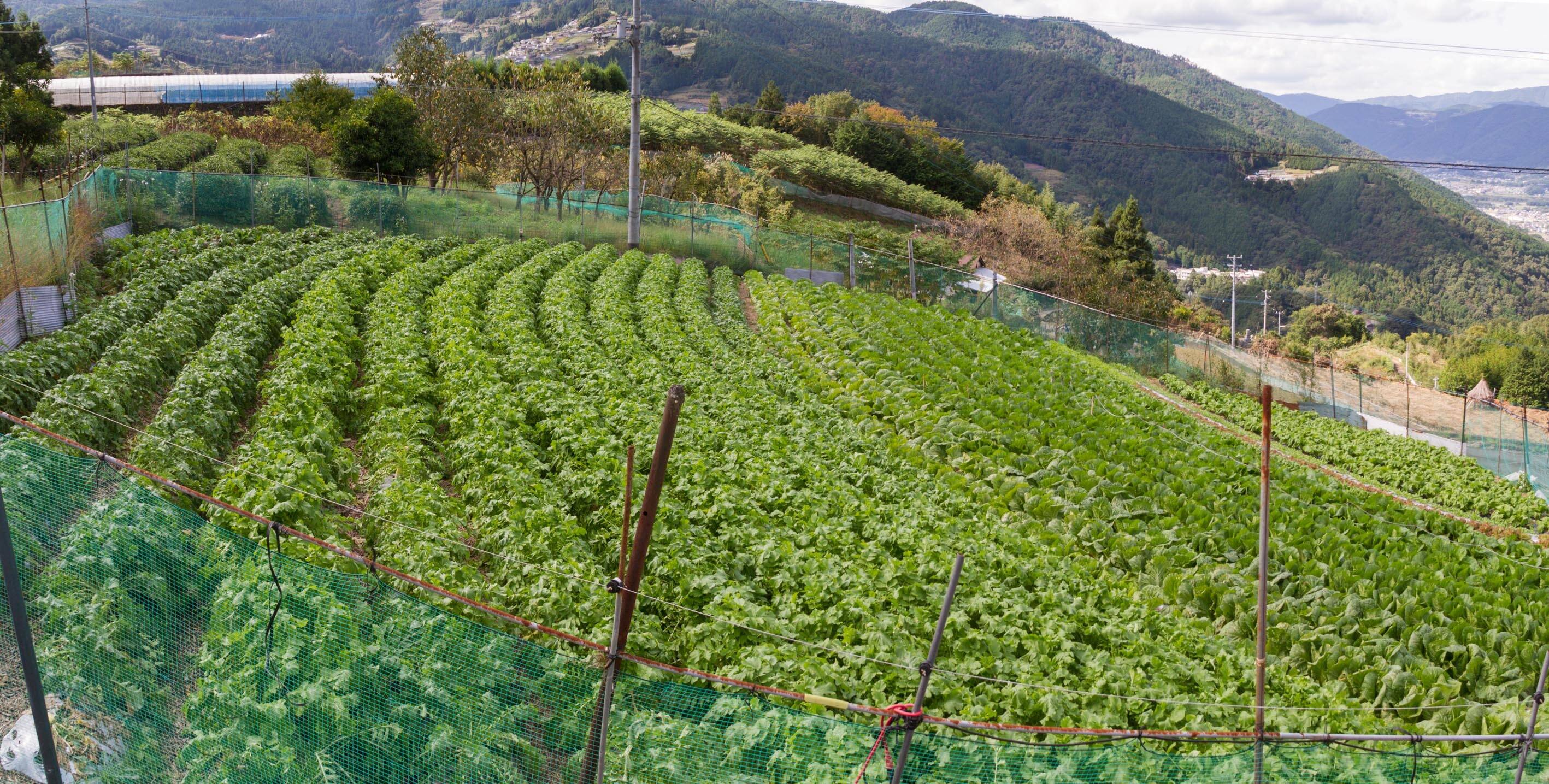 田口農園 徳島へのレビュー・商品：徳島県｜食べチョク｜産地直送