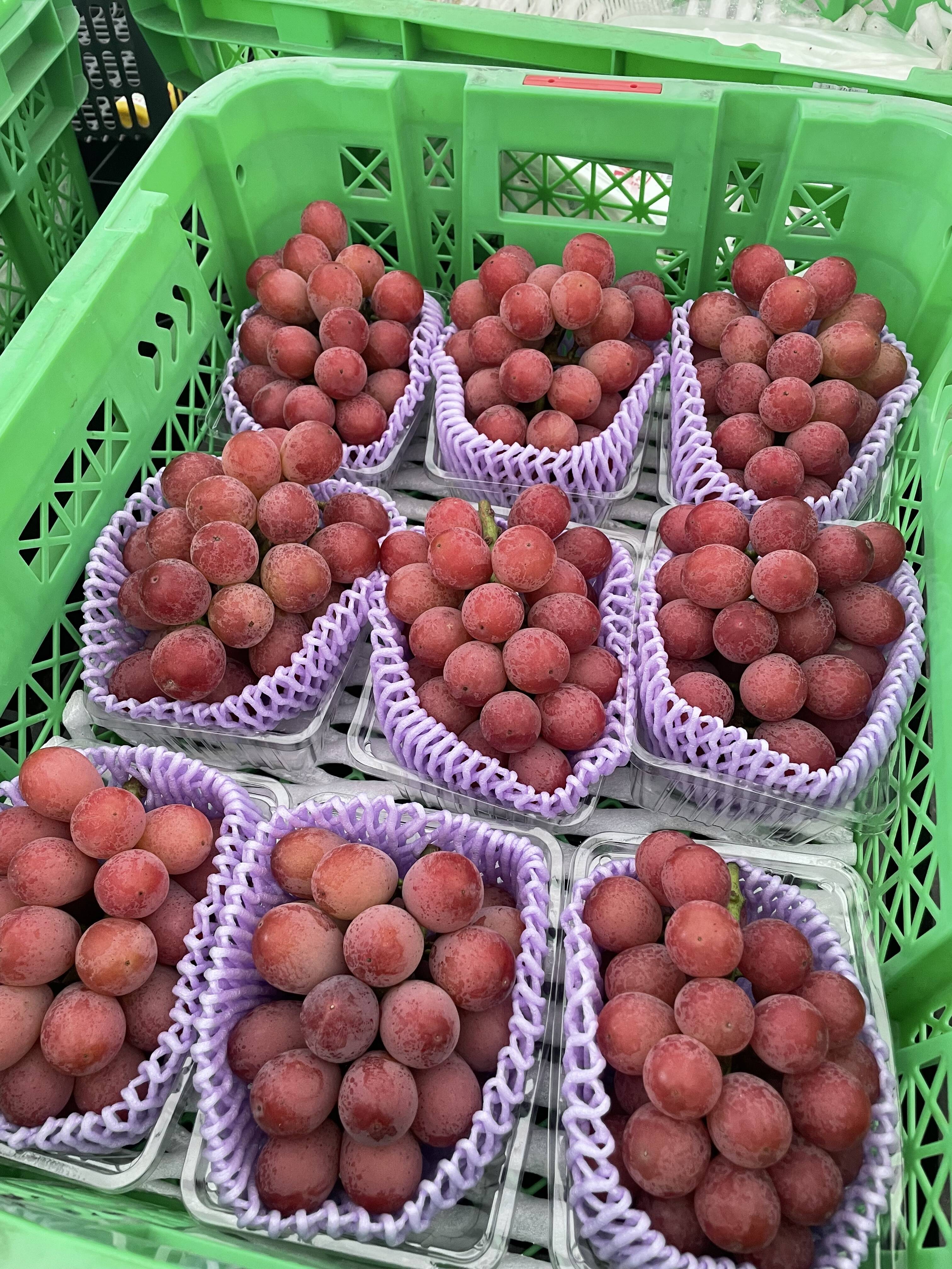 安芸クイーン 2房 約1kg】華やかな甘さの赤いぶど：福島県産の安芸