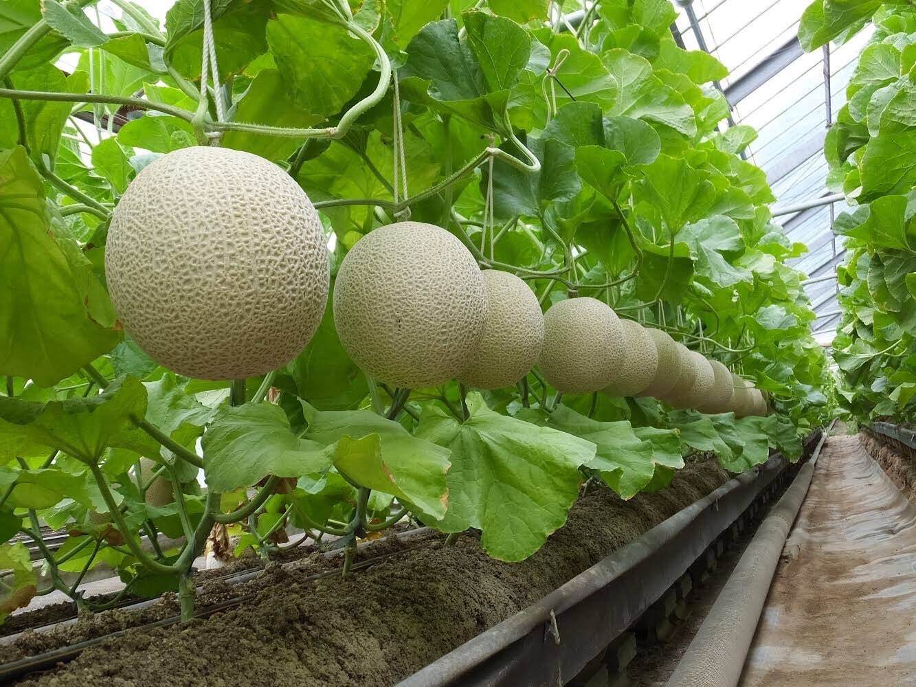 1円スタート高知県夜須町手結山産　隔離栽培　マスクメロン5玉9.2㎏訳ありご家庭用に如何でしょうか ④高知県夜須町手結山産 温室隔離栽培 マスクメロン4玉8.0