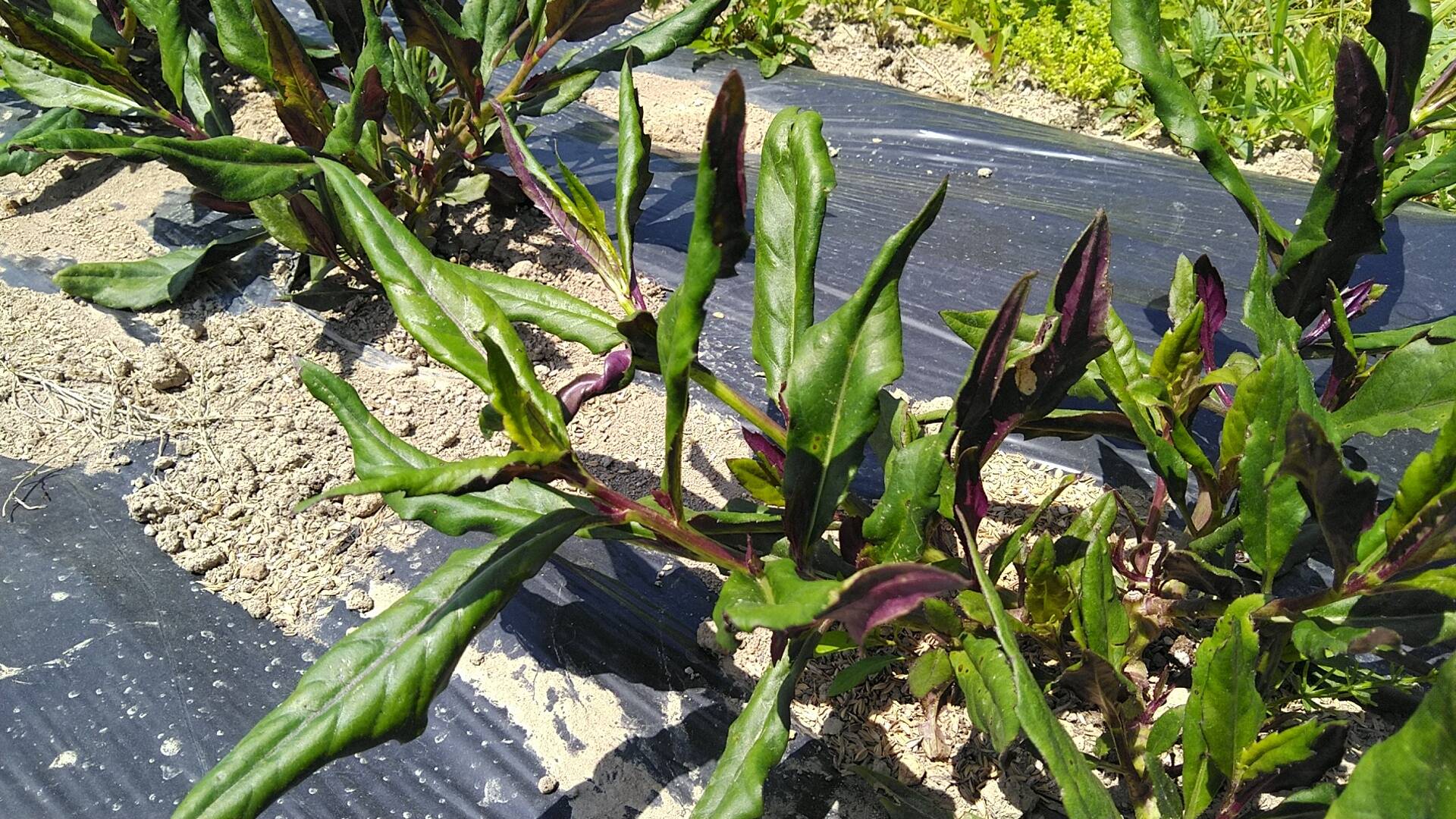 そろそろ金時草｜食べチョク｜産地直送(産直)お取り寄せ通販 - 農家