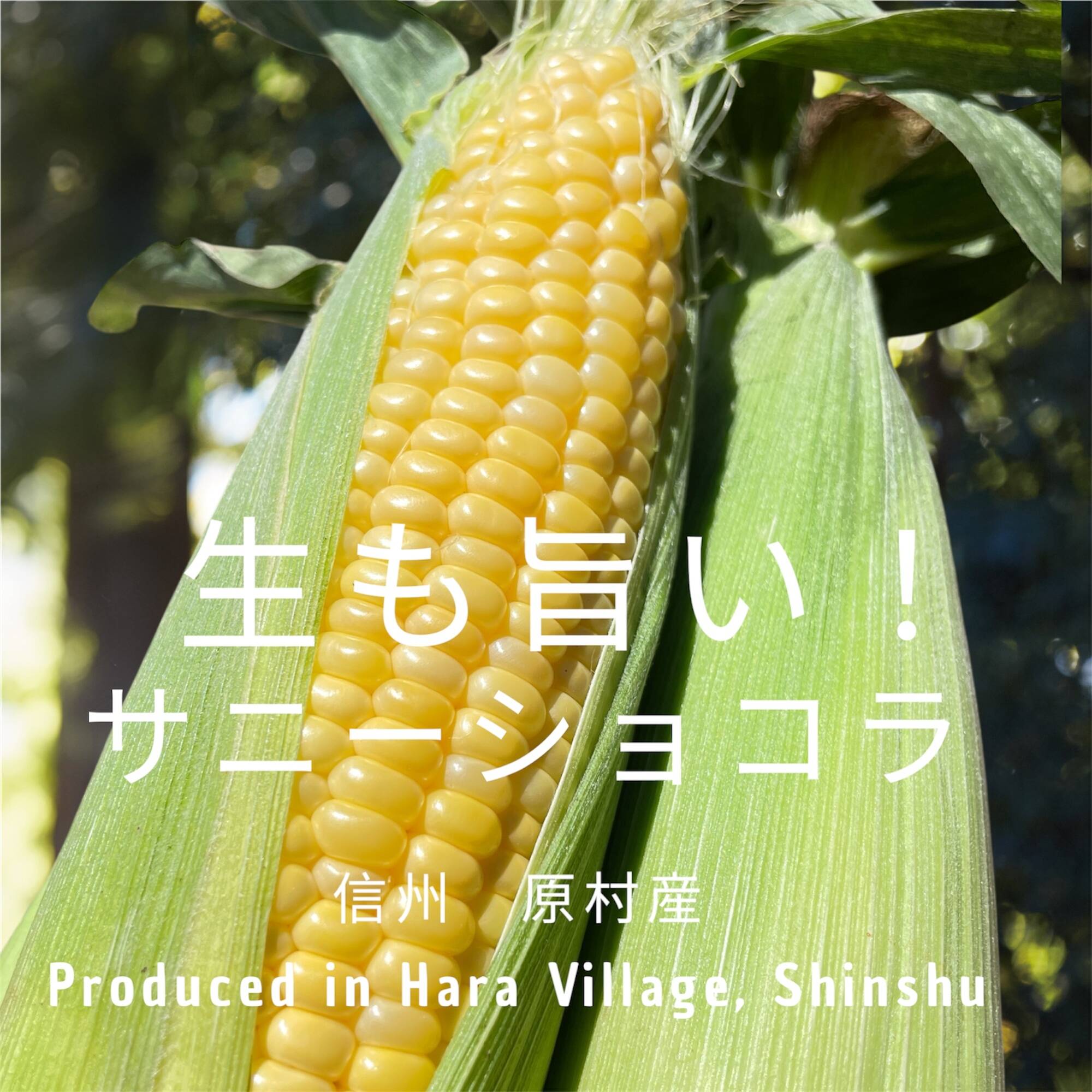 2025年【9月】発送 生も旨い！サニーショコラ10本入：長野県産のサニー 