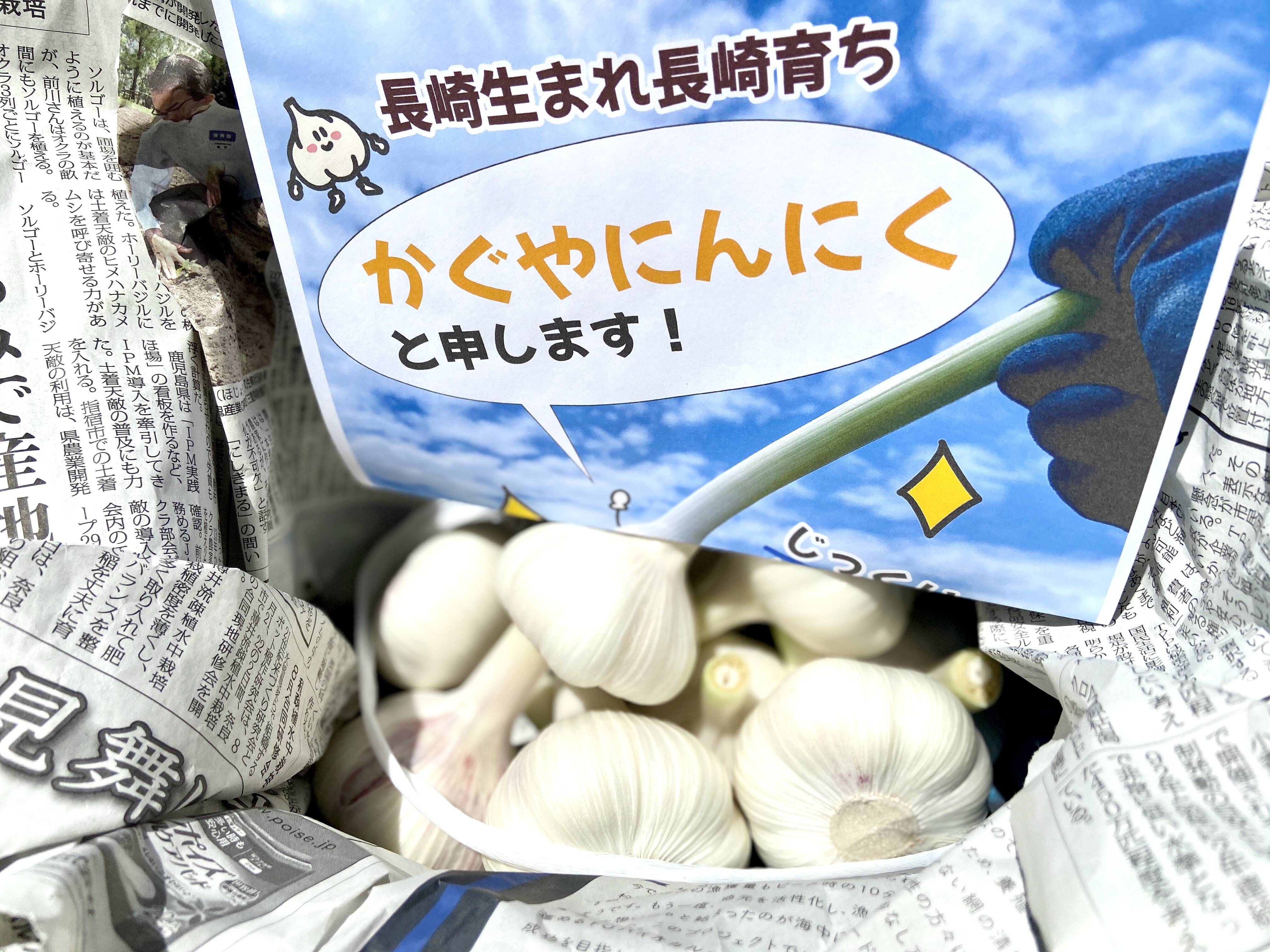 午前12時前のご注文は当日発送 生ニンニク・5キロ・令和5年度・新鮮