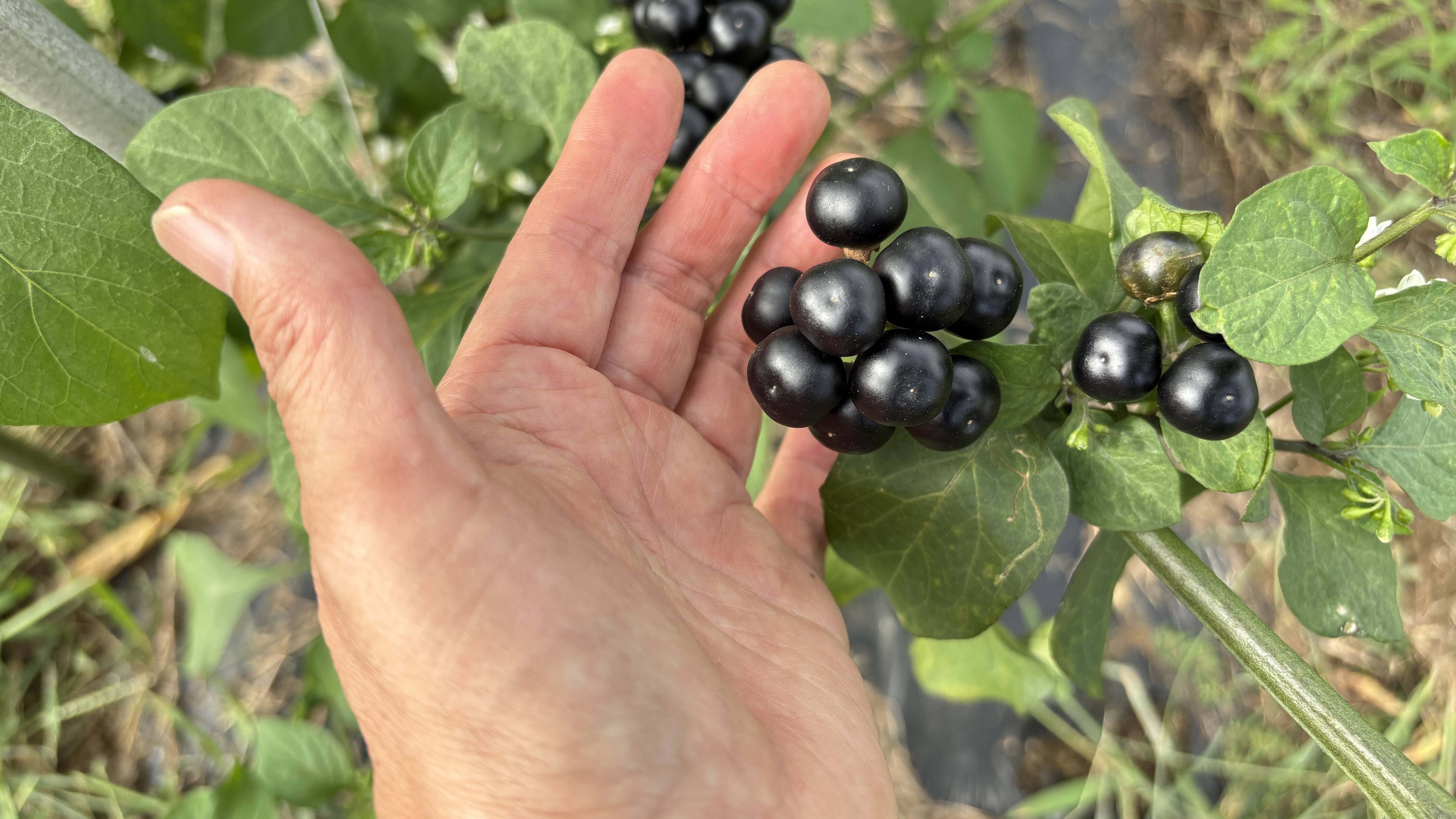 f611ddd3526068c9081a47ddfcca4c