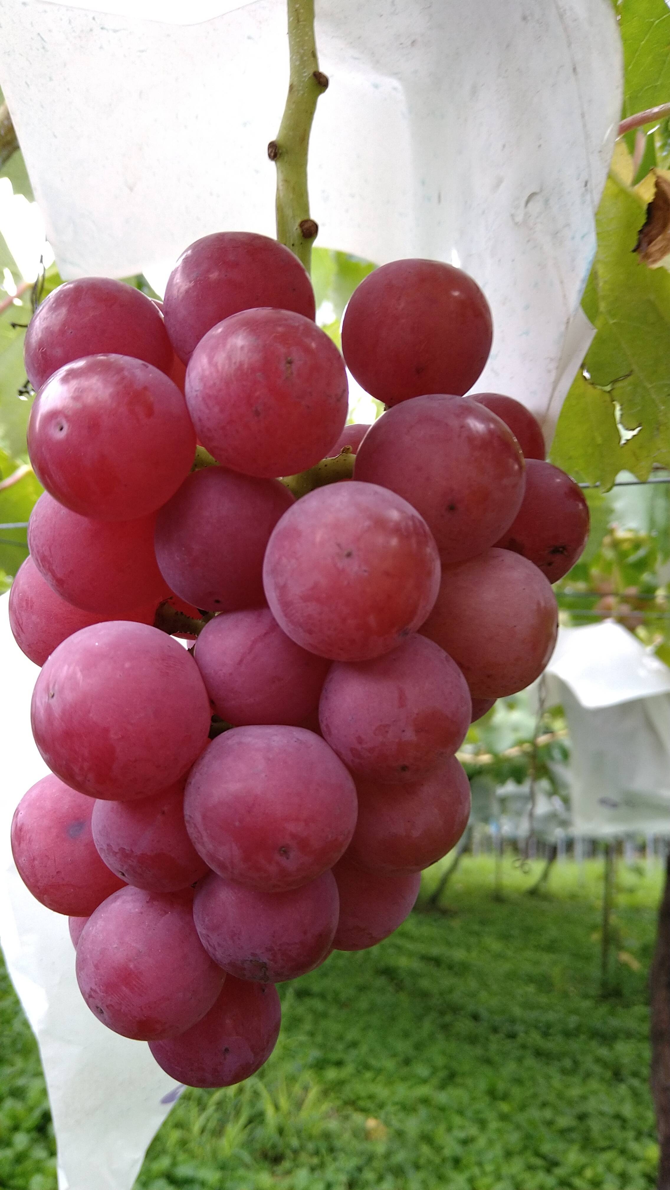 葡萄様 楽天市場】【サマーブラック】 ぶどう 1年生接木苗 ウィルスフリー