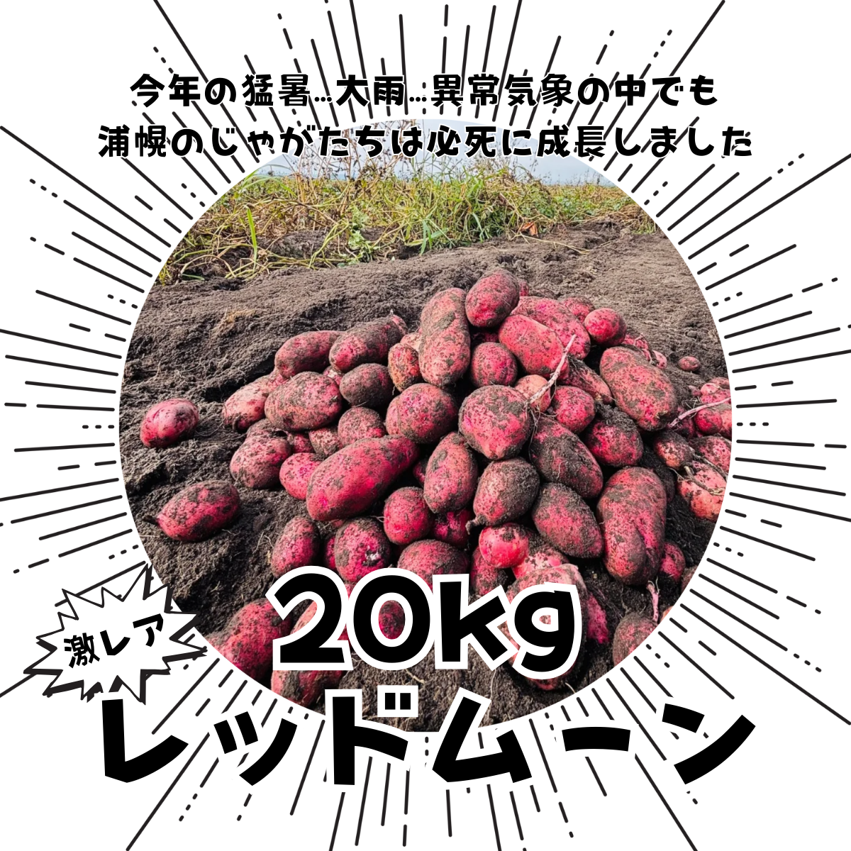 ねっとり系レアじゃが※雪夏稚くんのじゃがいもレッドムーンver. 20kg