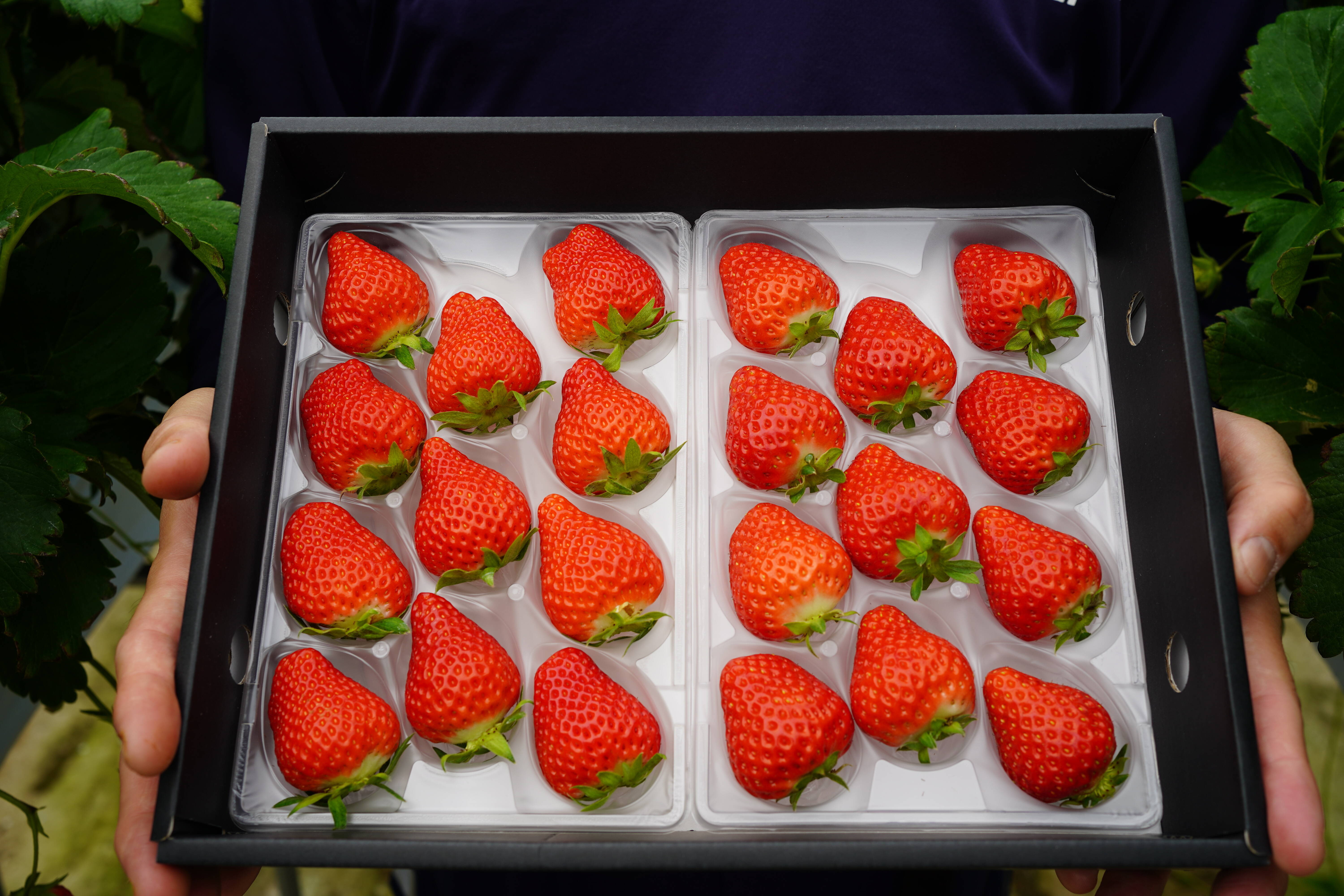 販売開始】食べ比べセット「あまひめ」「サマーリリカル」ジューシー朝