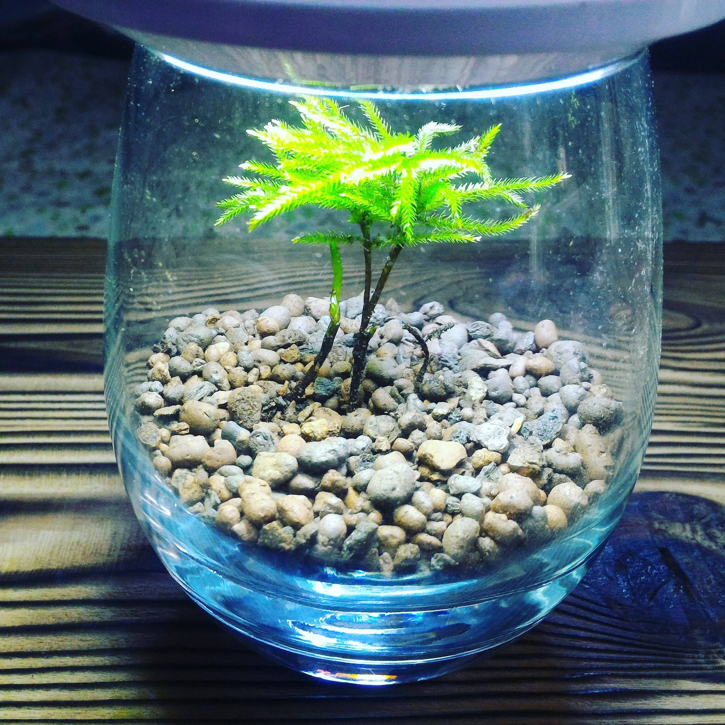 たまご型 苔テラリウム 手のひらサイズ高さ約10cm 蓋使用時13cm ガラスポット 内容量１種 観賞用 花 植物 岐阜県産 食べチョク 農家 漁師の産直ネット通販 旬の食材を生産者直送