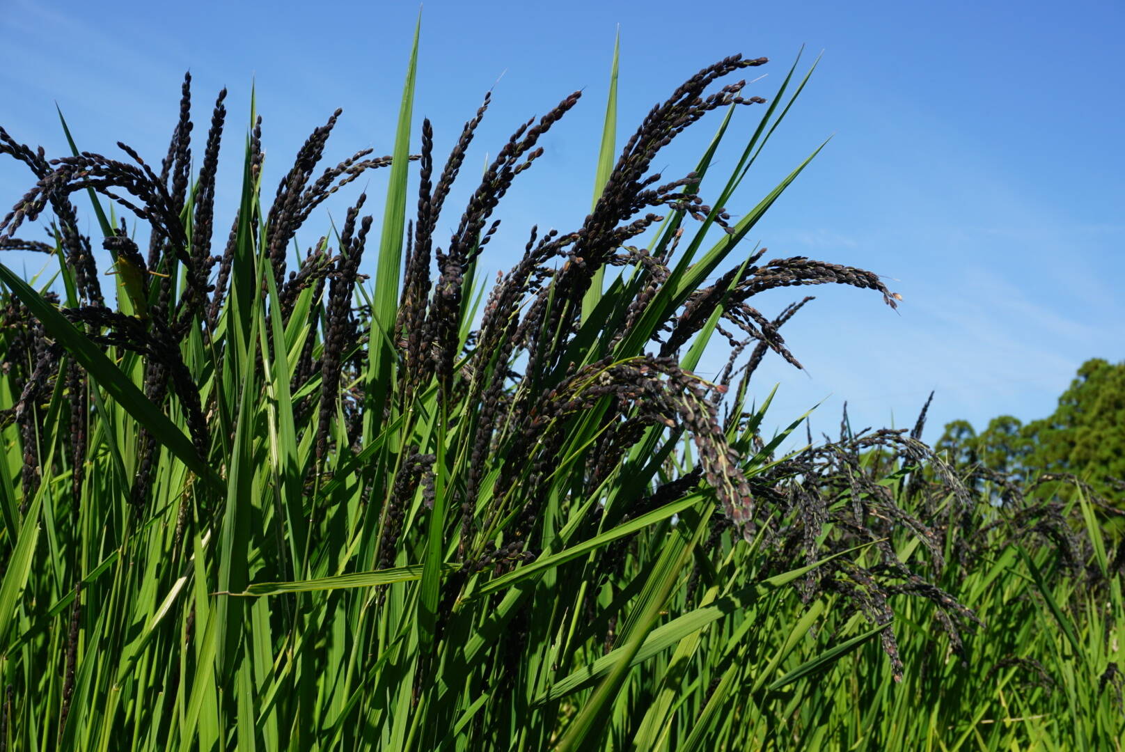 有機JASもち米 古代米 5kg 農薬不使用「令和6年産」：福井県産