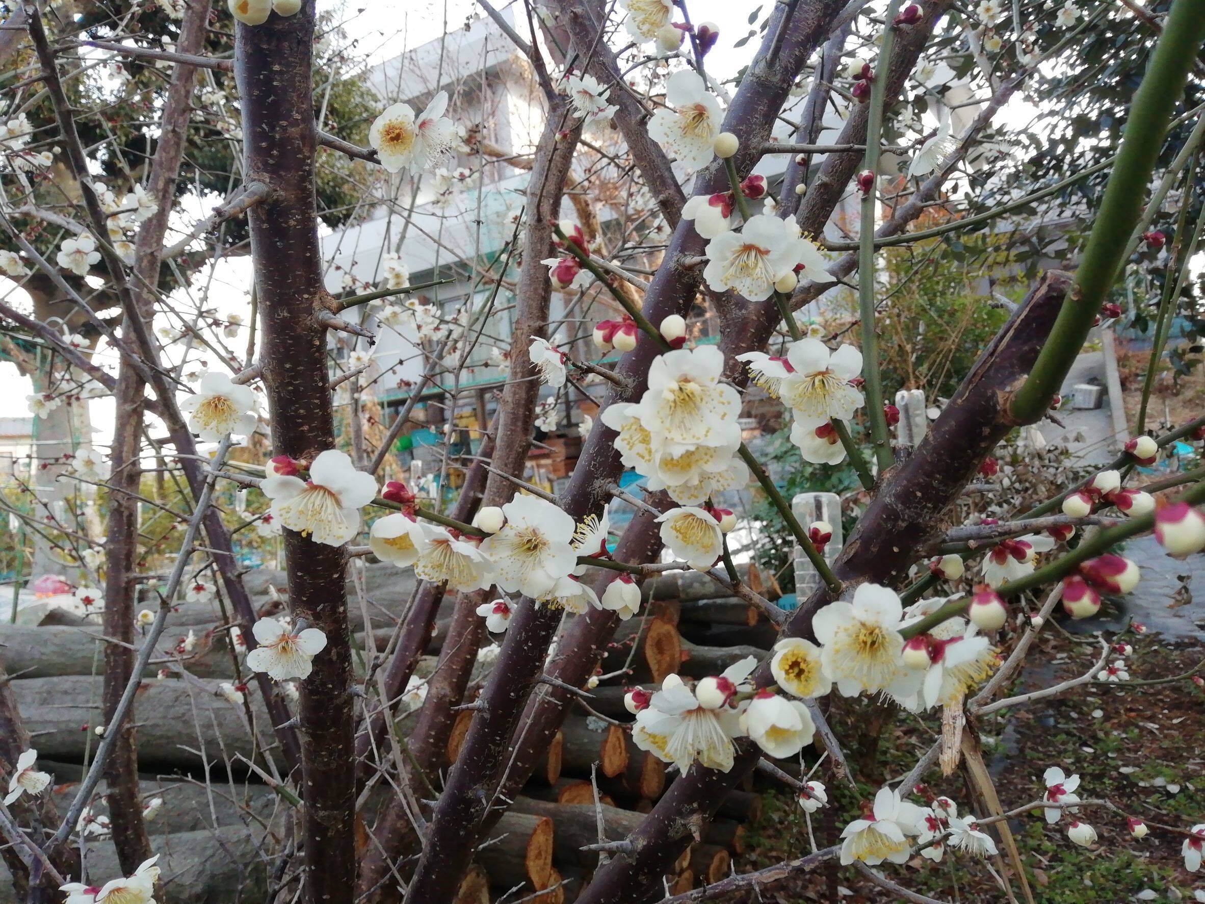 庭の梅が満開になりました|食べチョク|産地直送(産直)お取り寄せ通販 農家・漁師から旬の食材を直送 庭の梅が満開になりました|食べチョク|産地直送(産直)お取り寄せ通販 農家・漁師から旬の食材を直送