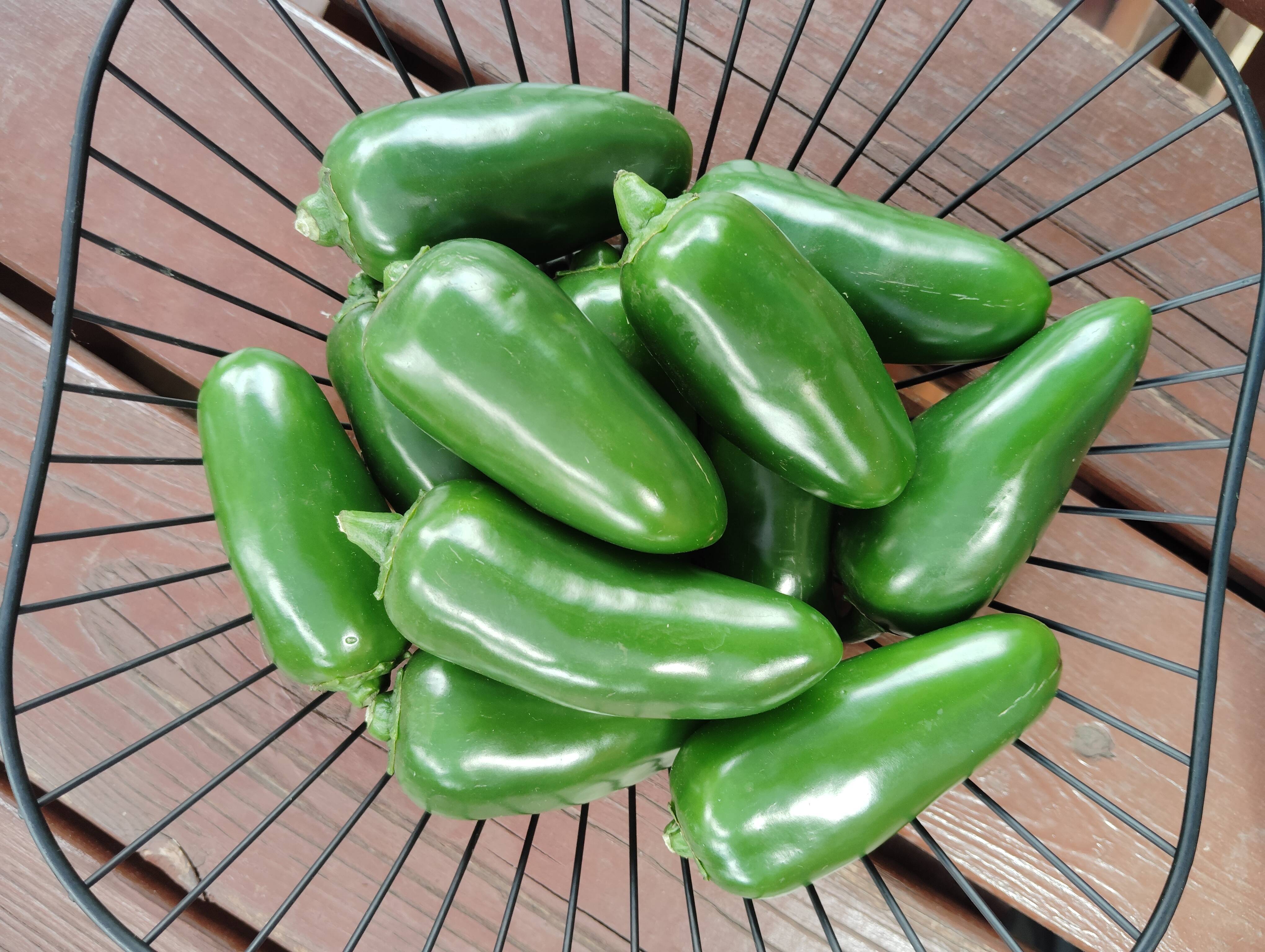 メキシコ原産青唐辛子ハラペーニョ1.5kg（約40本）：北海道産の