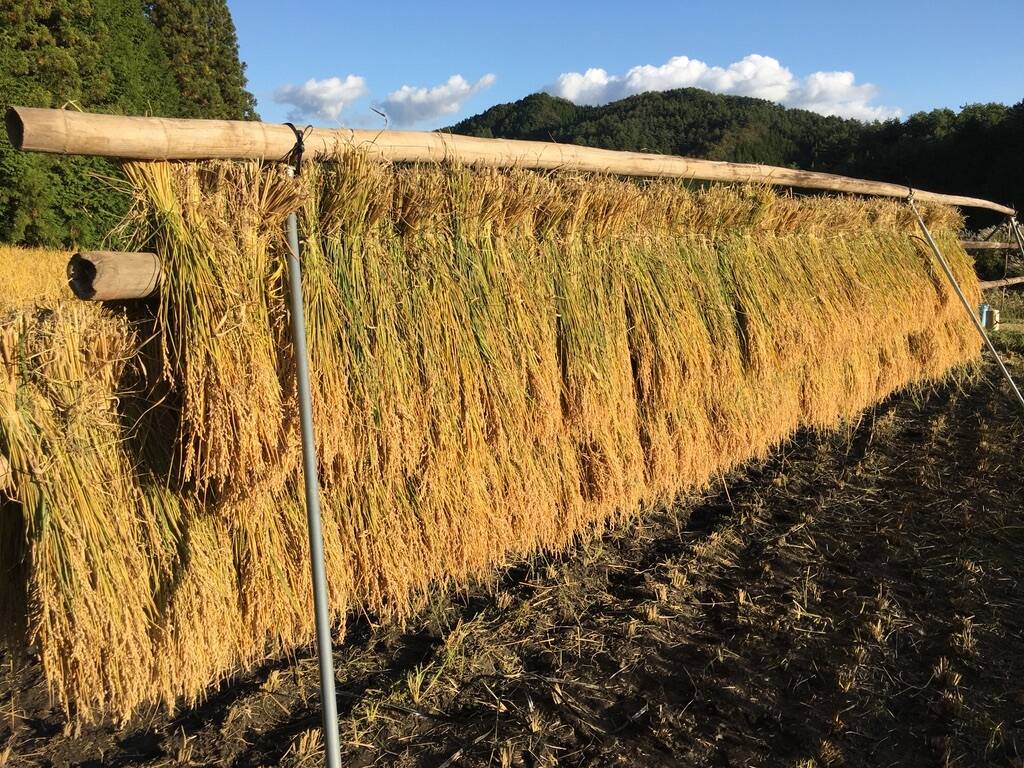 ハザ掛け天日干し！伊勢神宮由来の縁起のいいお米 「イセヒカリ」玄米