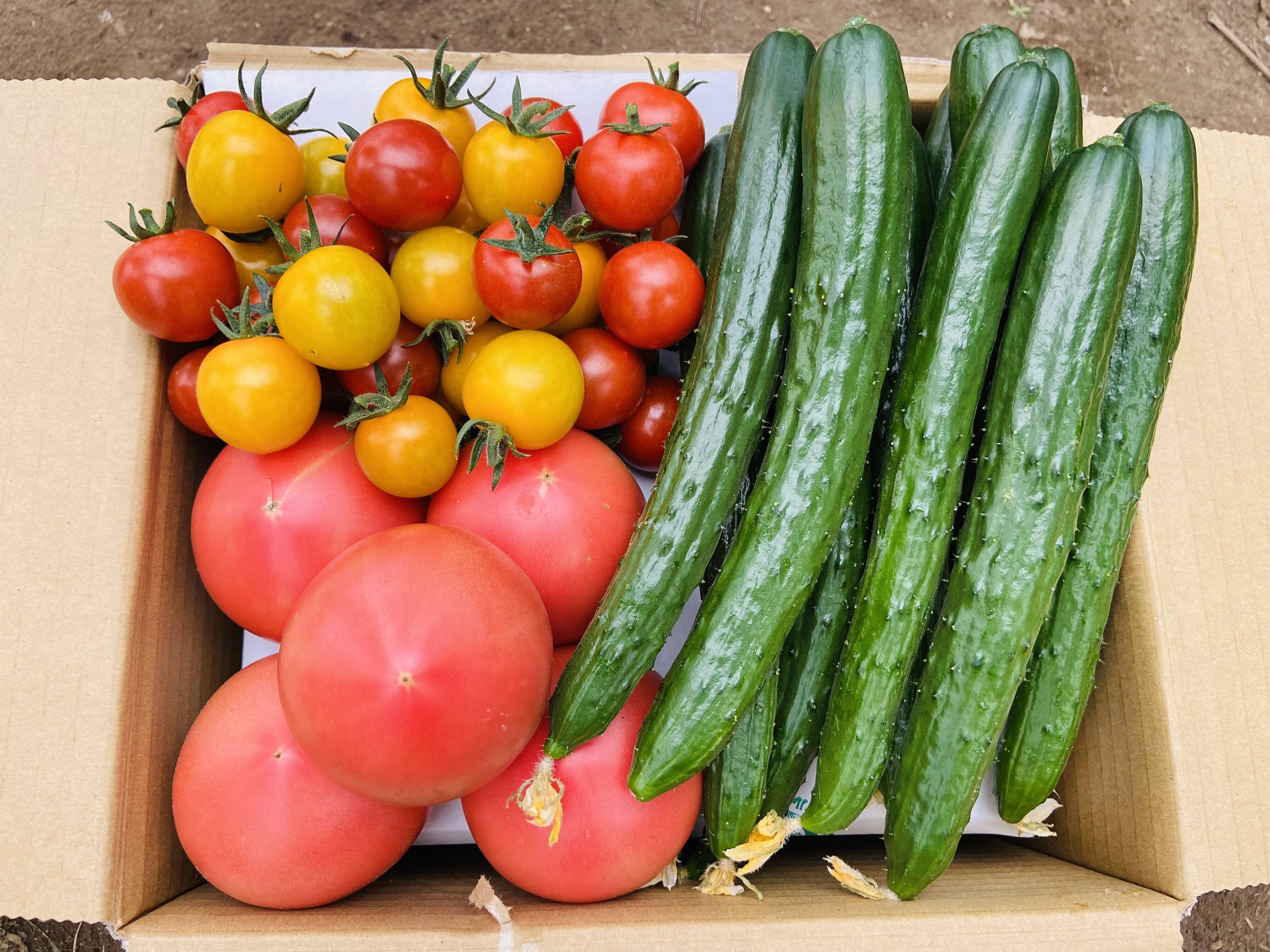 甘すぎる！採れたて夏野菜詰め合わせセット【80サイズ】：茨城県産の