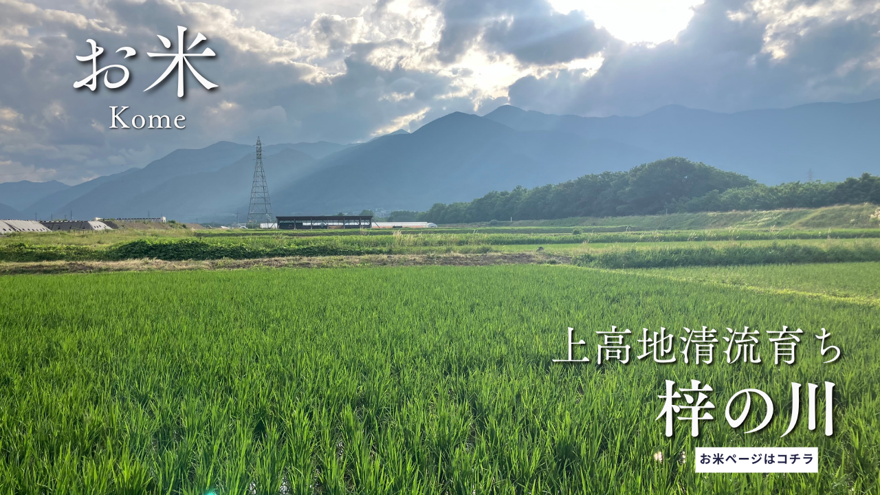 令和8年産新米》低農薬栽培米 コシヒカリ 白米 10kg：長野県産のお