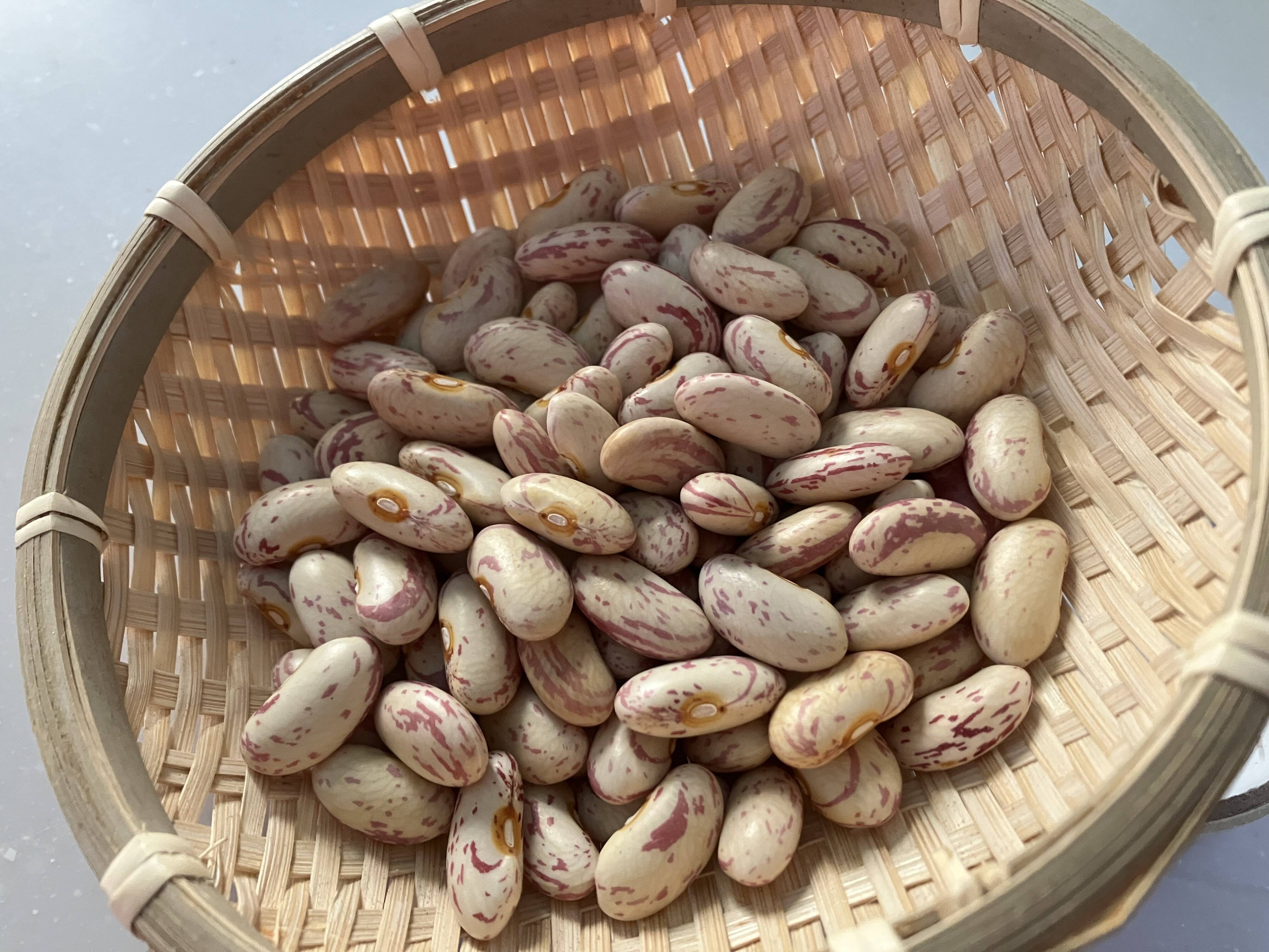 ささげ豆、令和6年産 岡山県産。 3.5キログラム C級品3キログラム