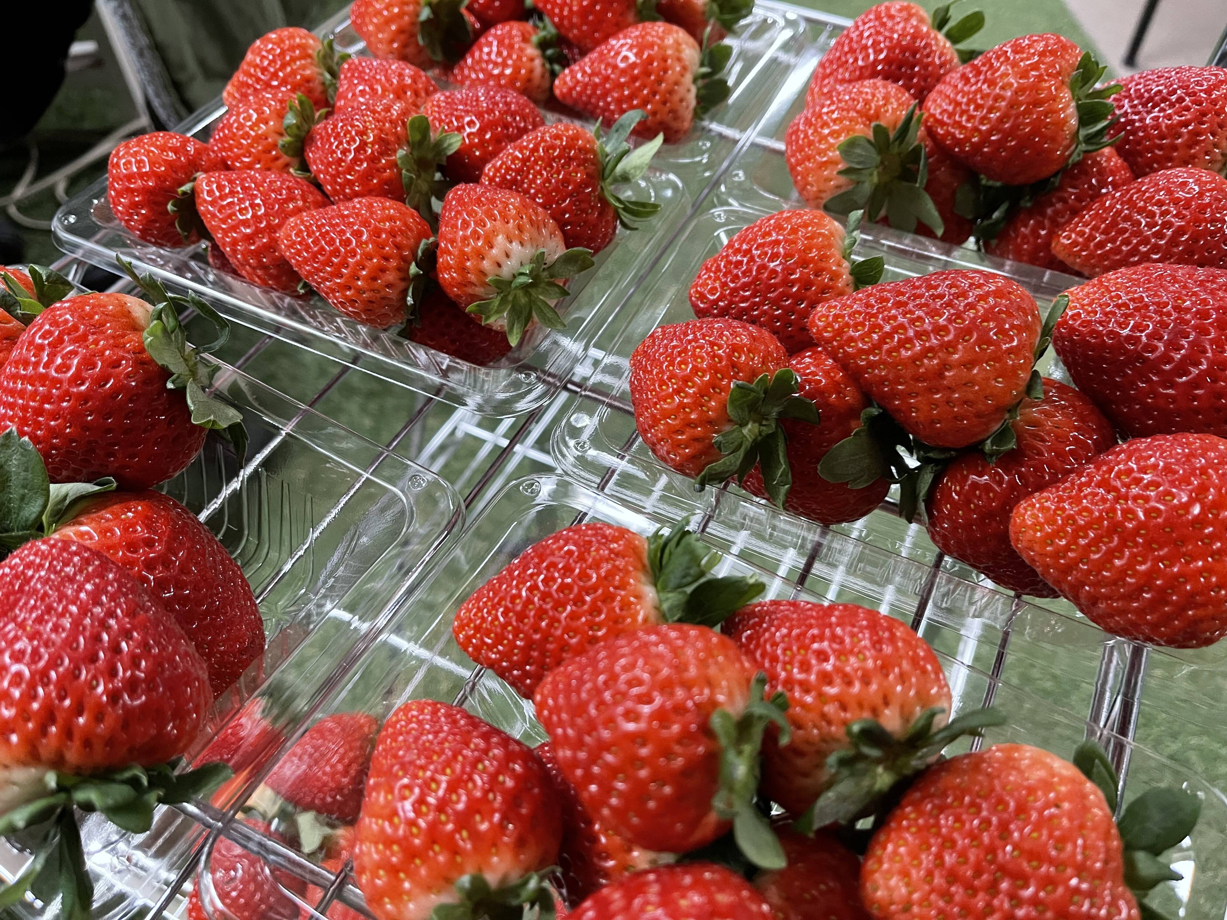 ガブガブ食べようぜ！完熟いちご食べ比べセット🤤🍓！（とちあいか2