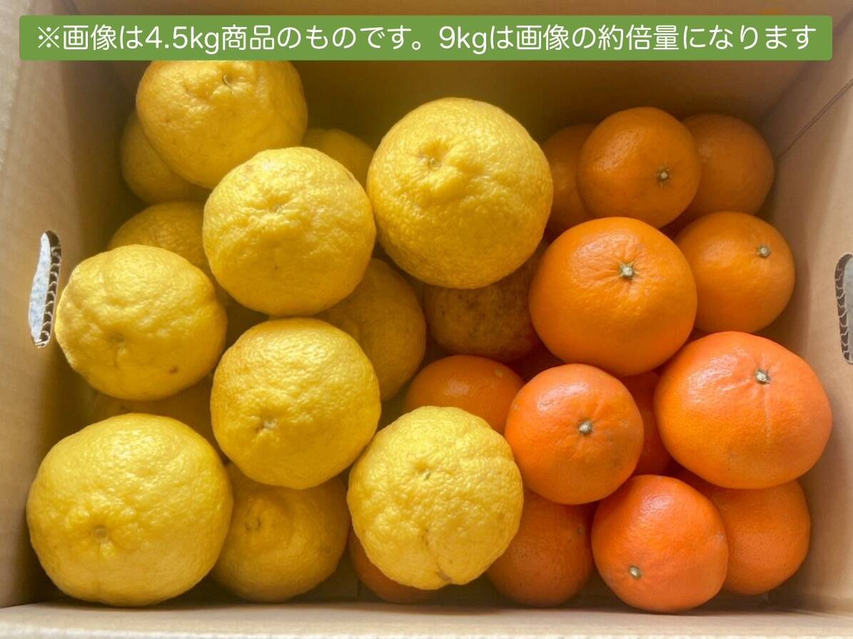 レア3種×キズ得🍊べにばえ🍊はれひめ🍊はるか 食べ比べ福岡柑橘セット