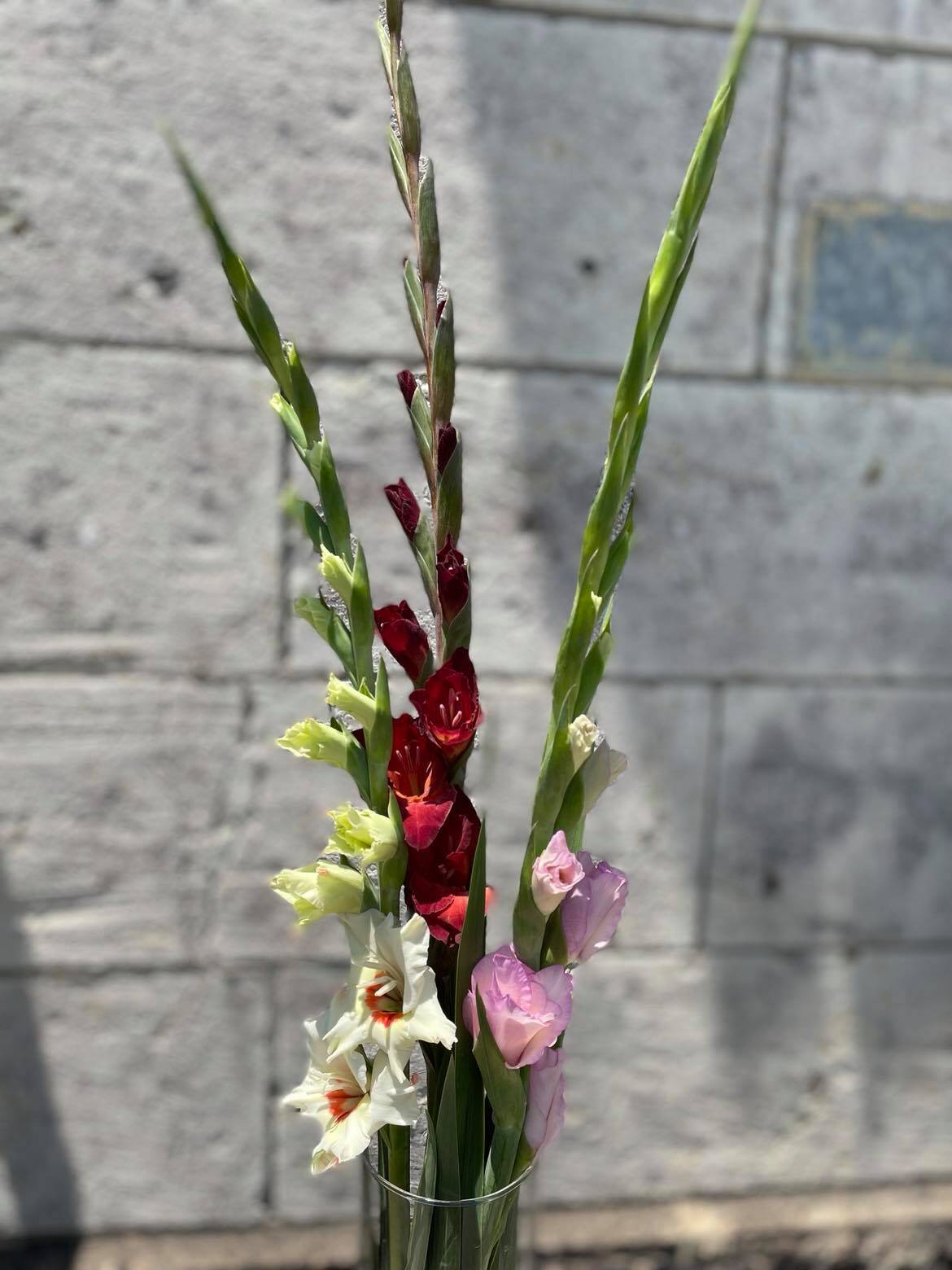 新品種 Miniグラ収穫はじまりました 食べチョク 産地直送 産直 お取り寄せ通販 農家 漁師から旬の食材を直送