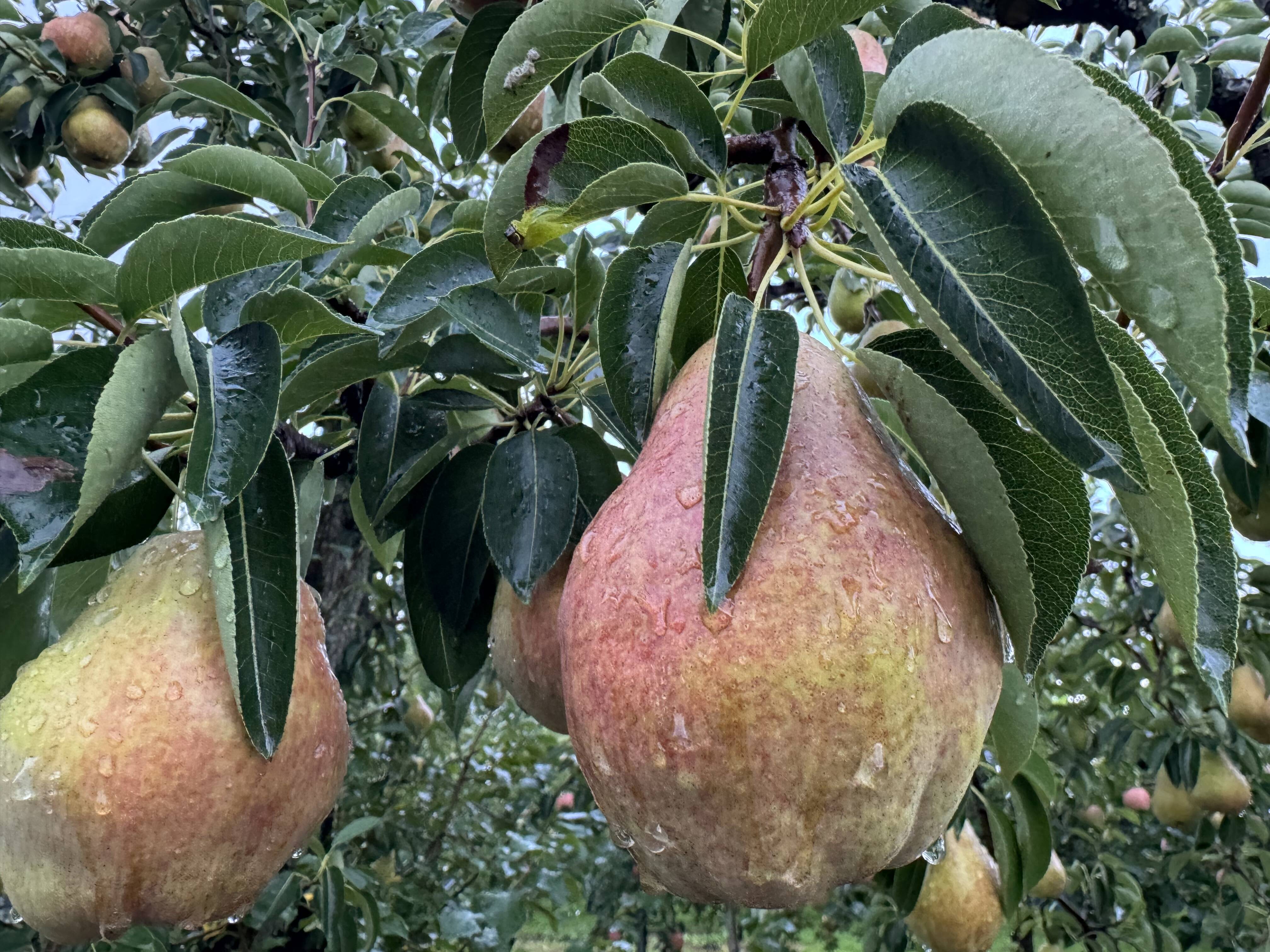 洋梨品 洋梨バートレット 普通品 約3キロ 9月17日頃収穫見込み 芳醇な香りと