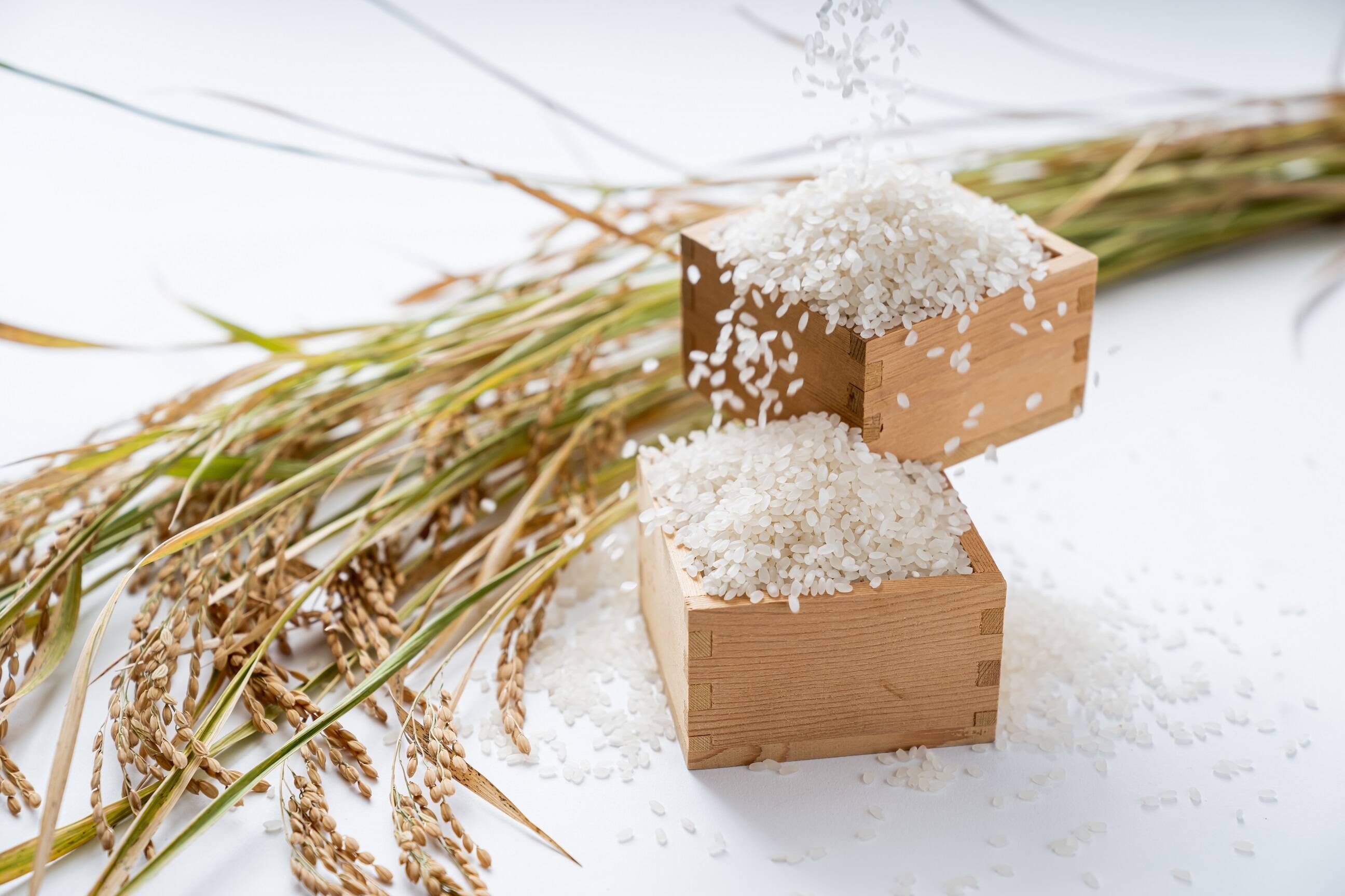 新米一等米令和5年度産精米】🌾長崎県認定特別栽培米にこまる10