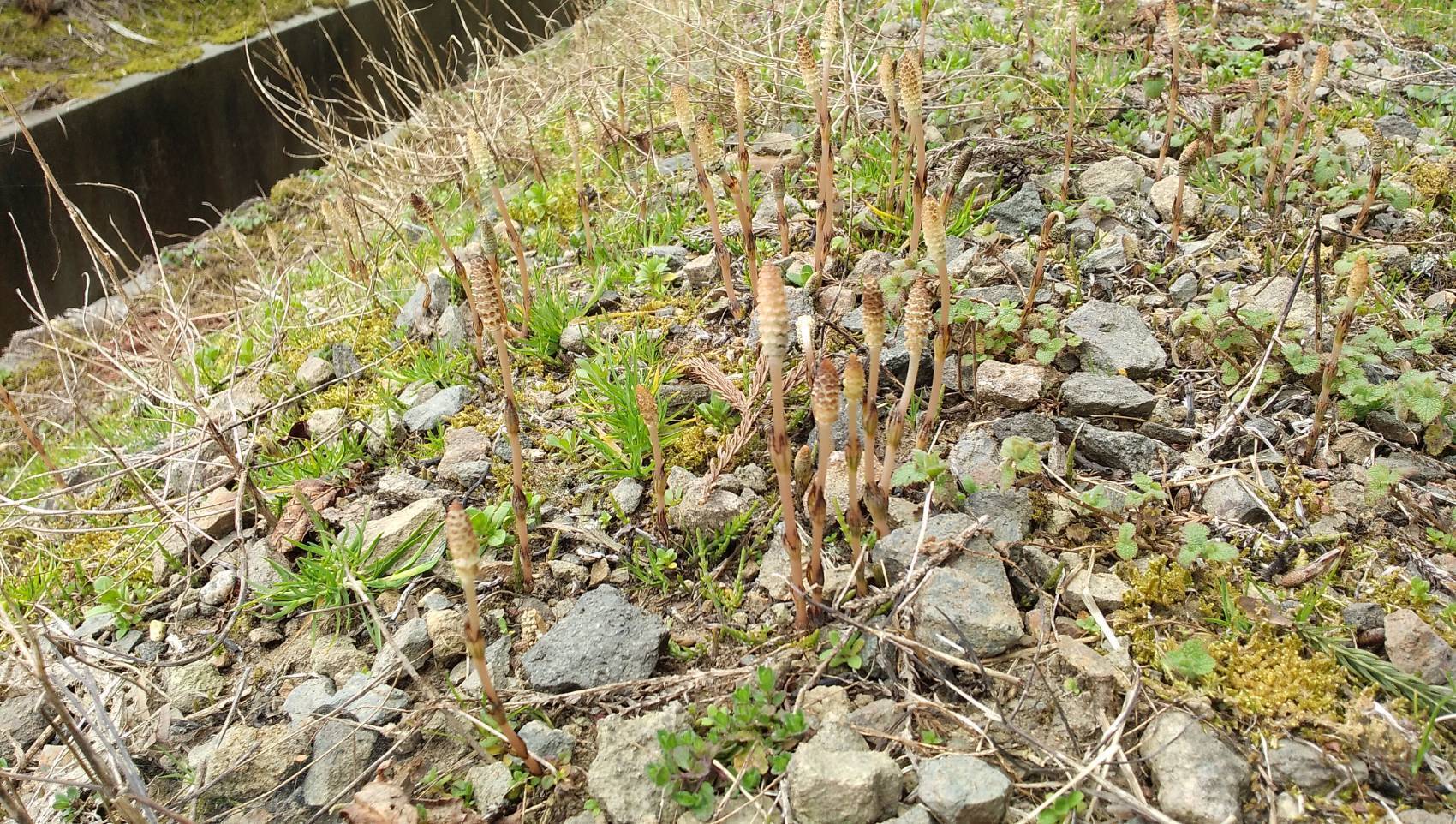 つくし 世界遺産白神山地付近の天然品（200g)：秋田県産の野菜｜食べ