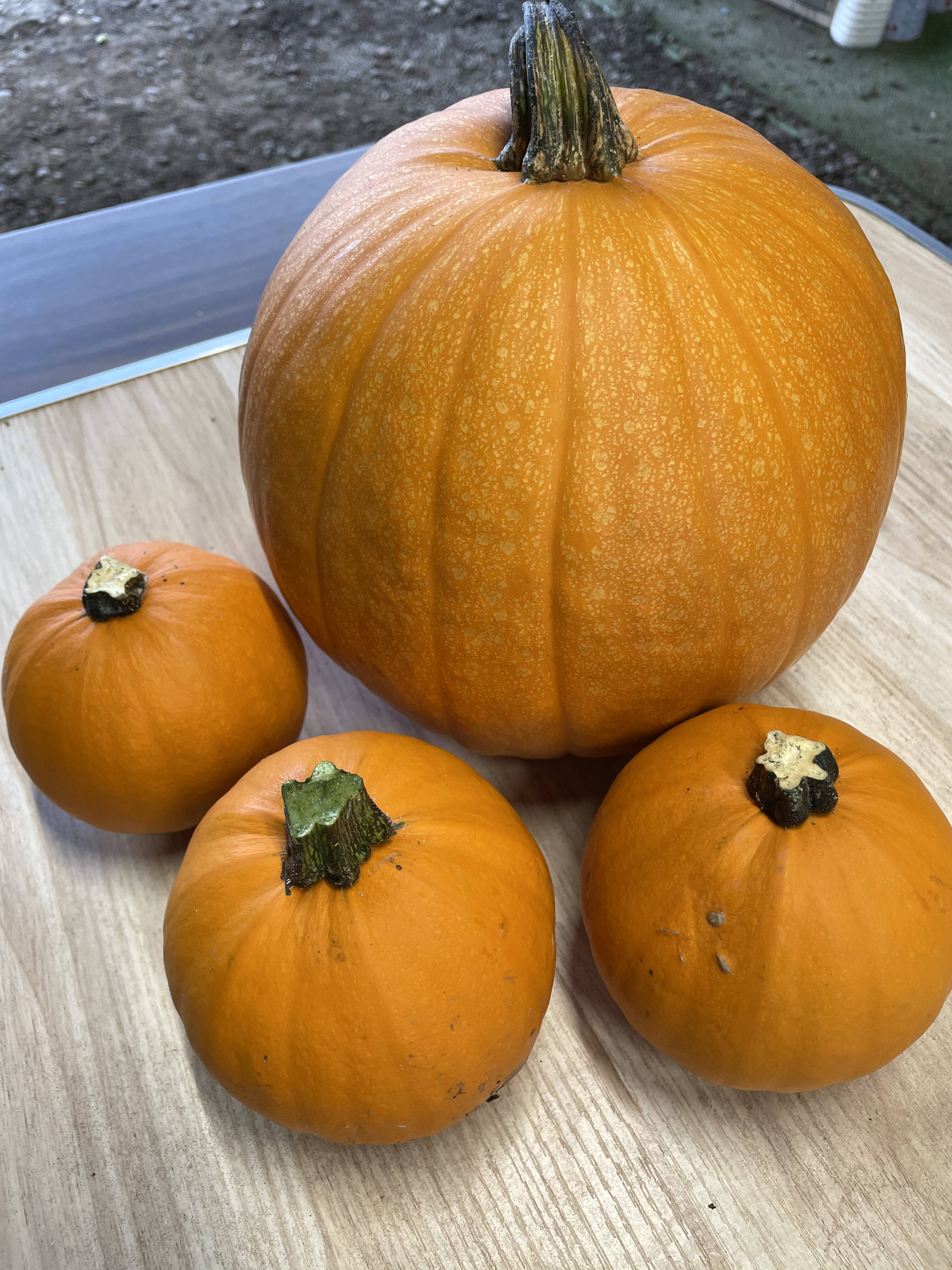 数量限定 ハロウィンかぼちゃセット 大1 小3個 北海道産の野菜 食べチョク 産地直送 産直 お取り寄せ通販 農家 漁師から旬の食材を直送