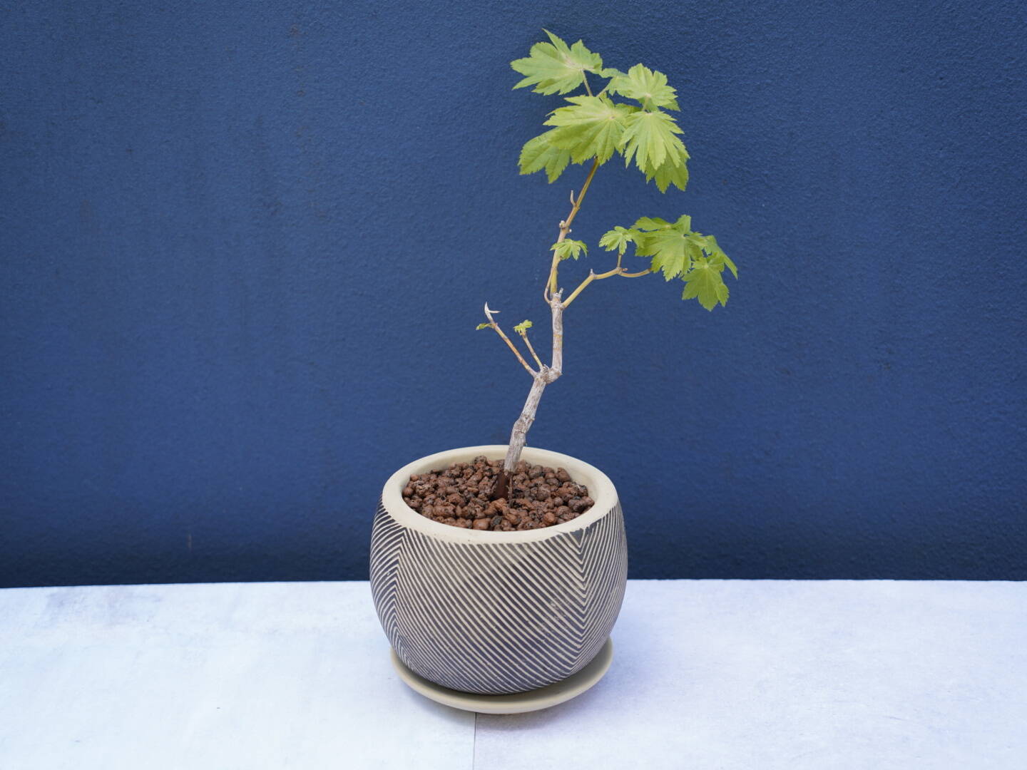 ミニ盆栽【ハウチワカエデ×黒白縞陶器】：埼玉県産の花・植物｜食べチョク｜産地直送(産直)お取り寄せ通販 - 農家・漁師から旬の食材を直送