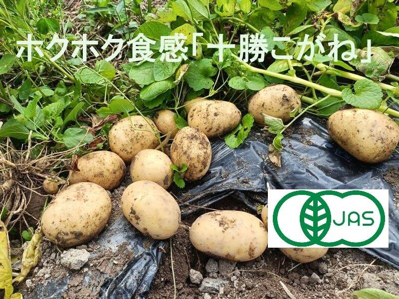 kosuke じゃがいも 食用 kosuke じゃがいも 食用 kosuke じゃがいも 食用 じゃがいも（10kg
