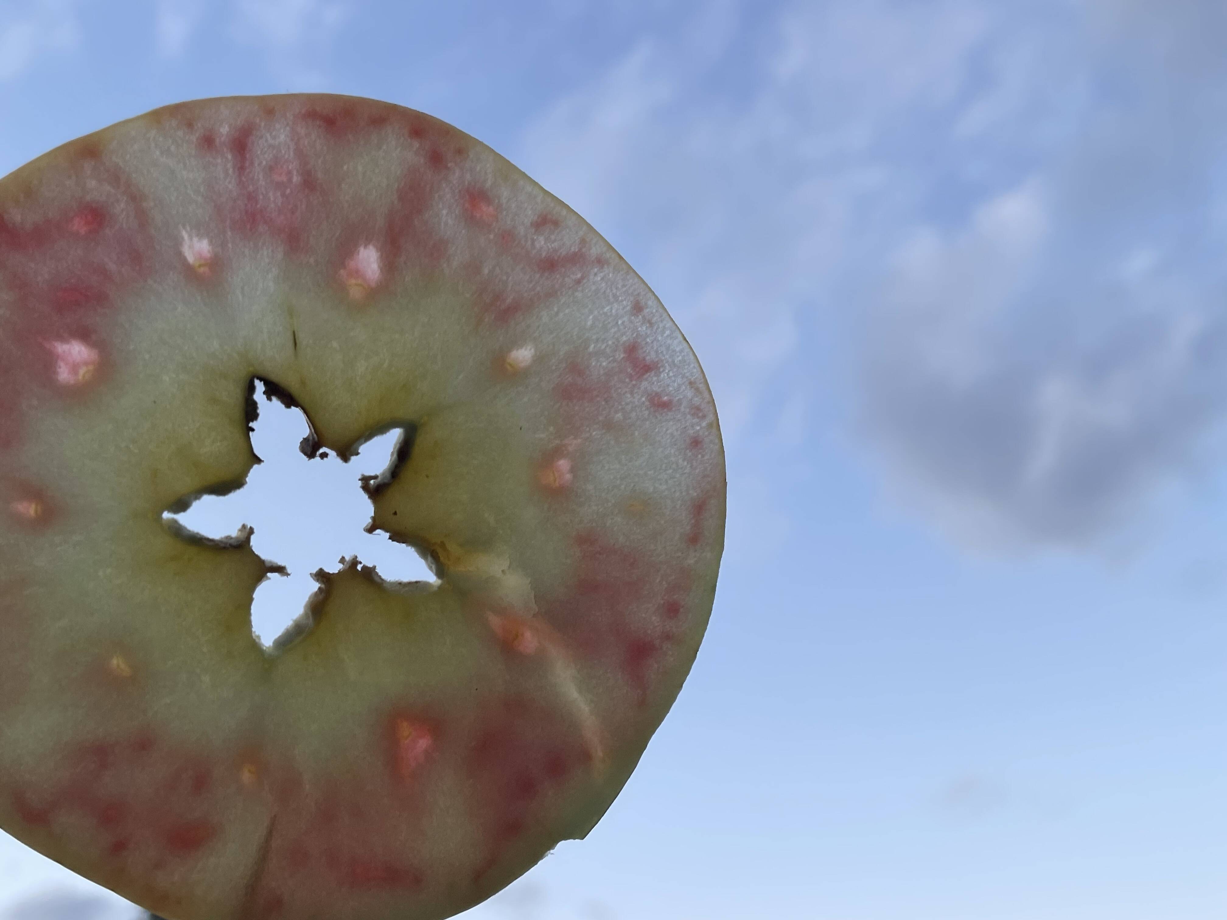 訳あり】驚いた(*[]*)ﾅｯ!!ムーンルージュ 約3kg 家庭用：長野県産の